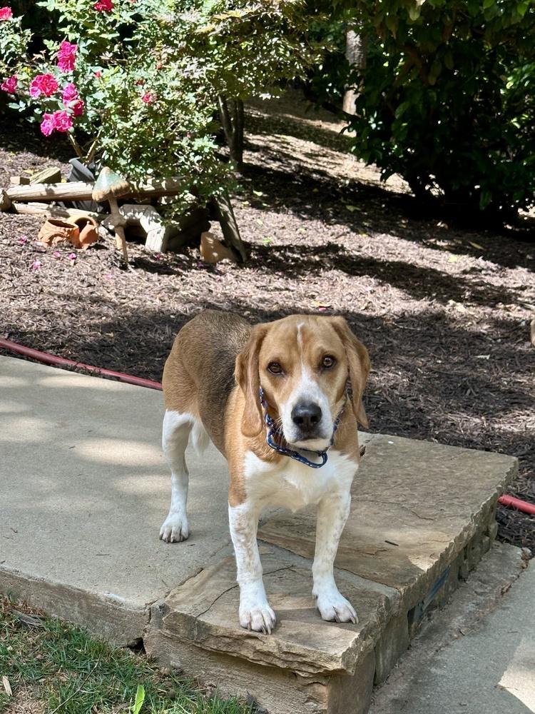 Louie, a Adoptable Beagle in Milton, GA image 3/5