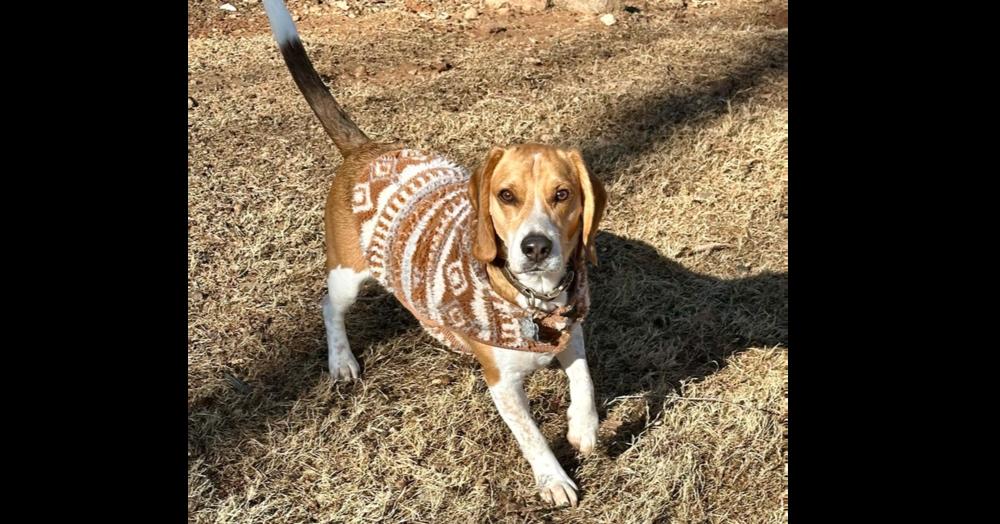 Enlarge Louie, a Adoptable Beagle in Milton, GA image 6/6