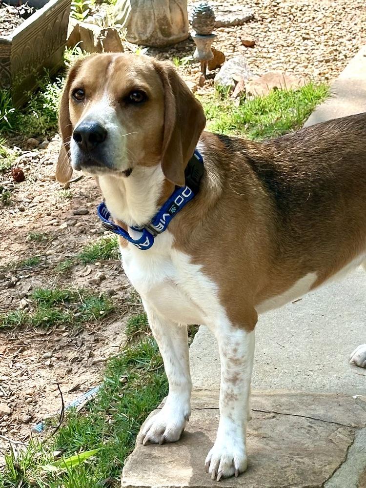 Louie, a Adoptable Beagle in Milton, GA image 4/5