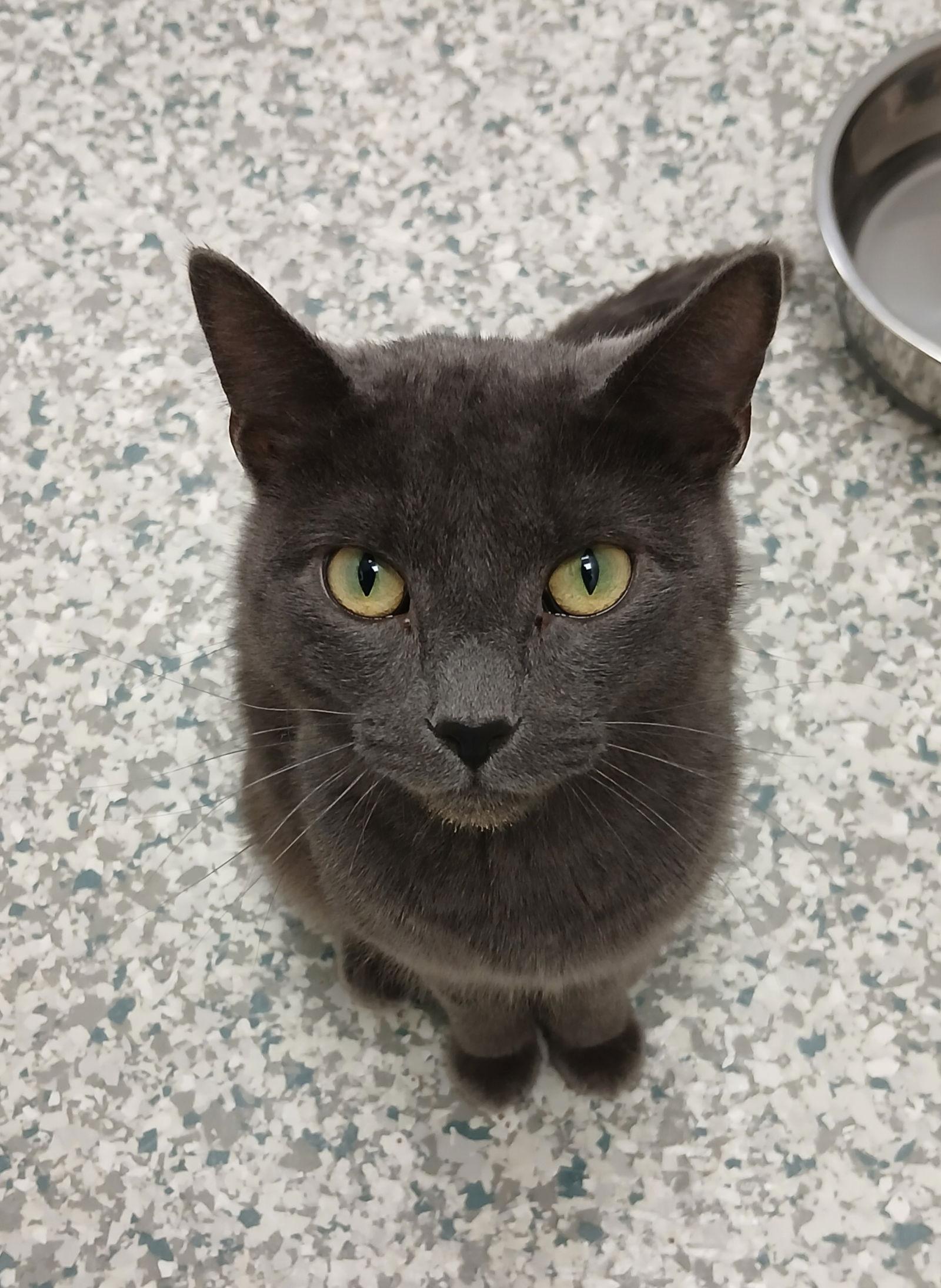 Enlarge Raine, a Adoptable Domestic Short Hair in Bay City, MI image 1/1