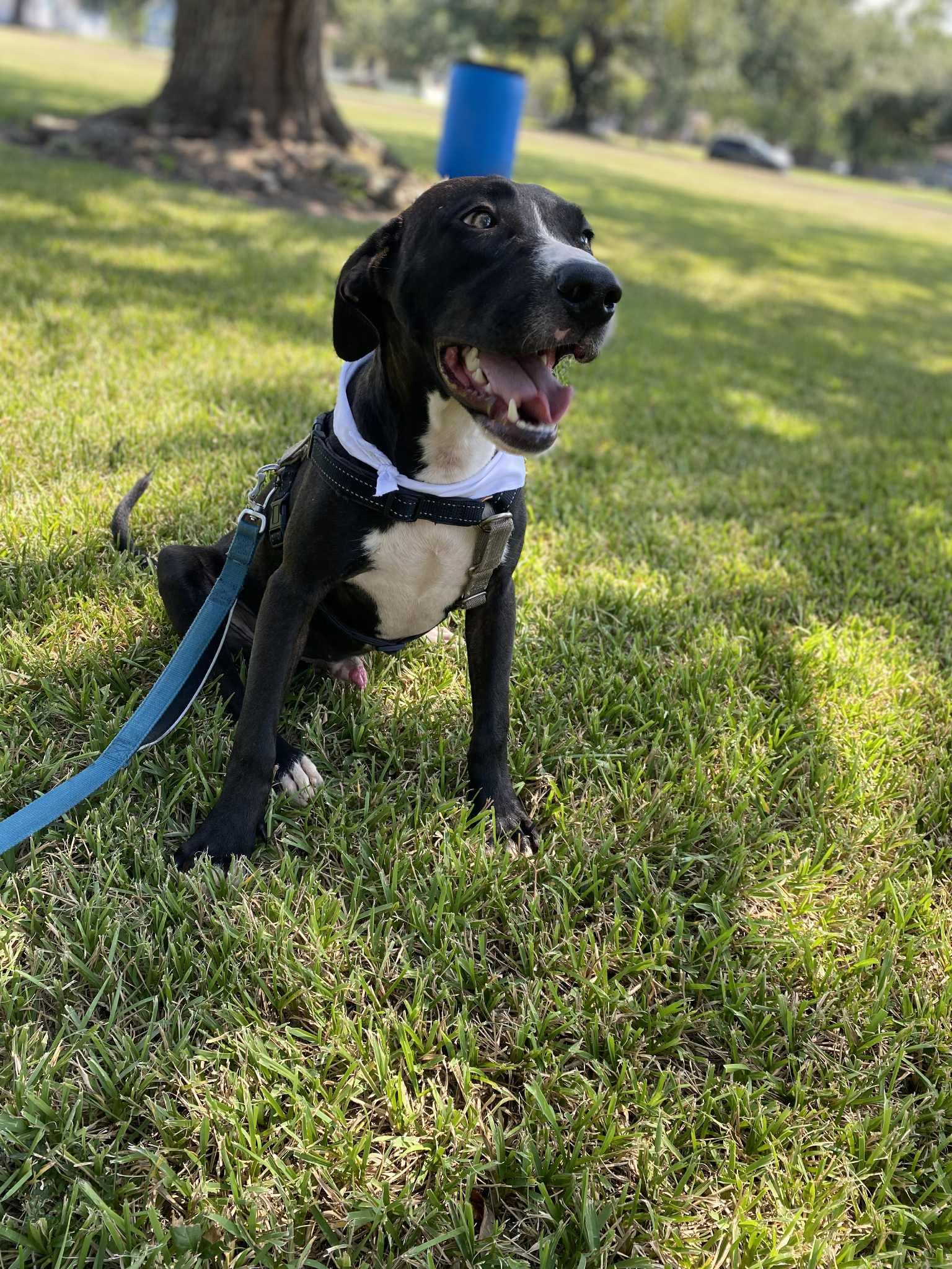 Enlarge Carter, a Adoptable mixed breed in Bronson, TX image 1/3
