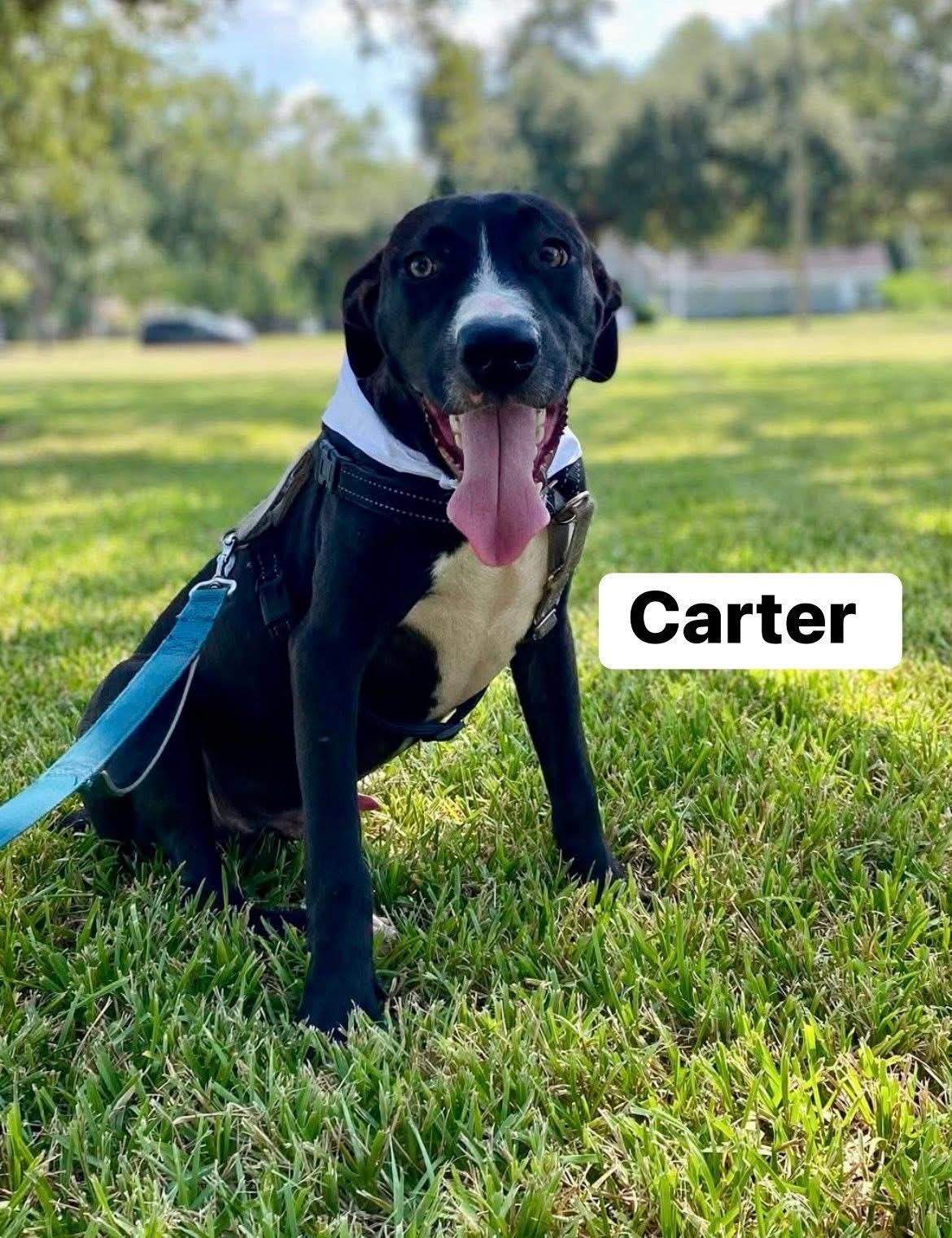 Enlarge Carter, a Adoptable mixed breed in Bronson, TX image 2/3