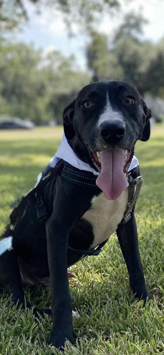 Enlarge Carter, a Adoptable mixed breed in Bronson, TX image 3/3