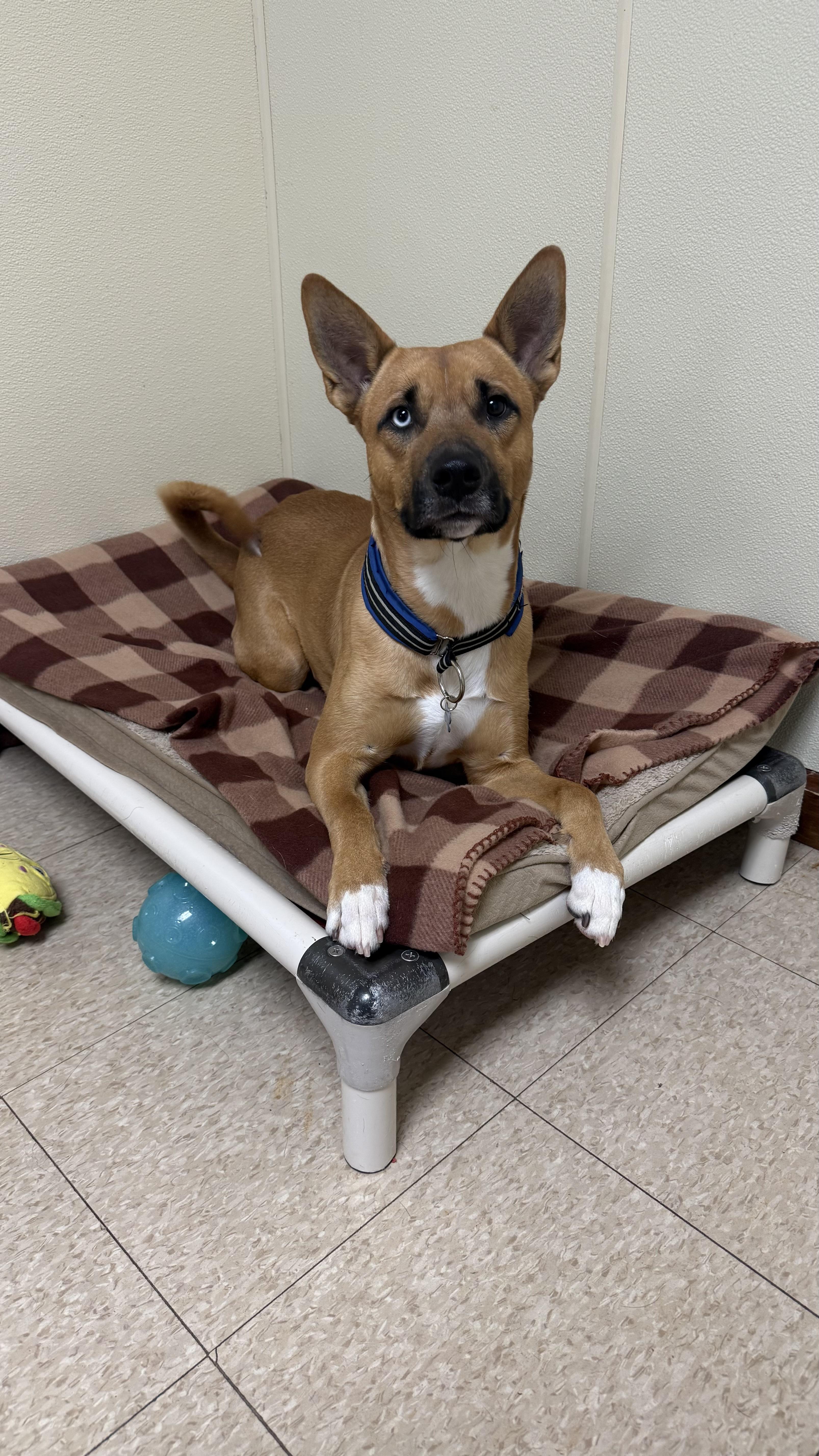 Commander , ADOPTABLE, Adult Male Shepherd.