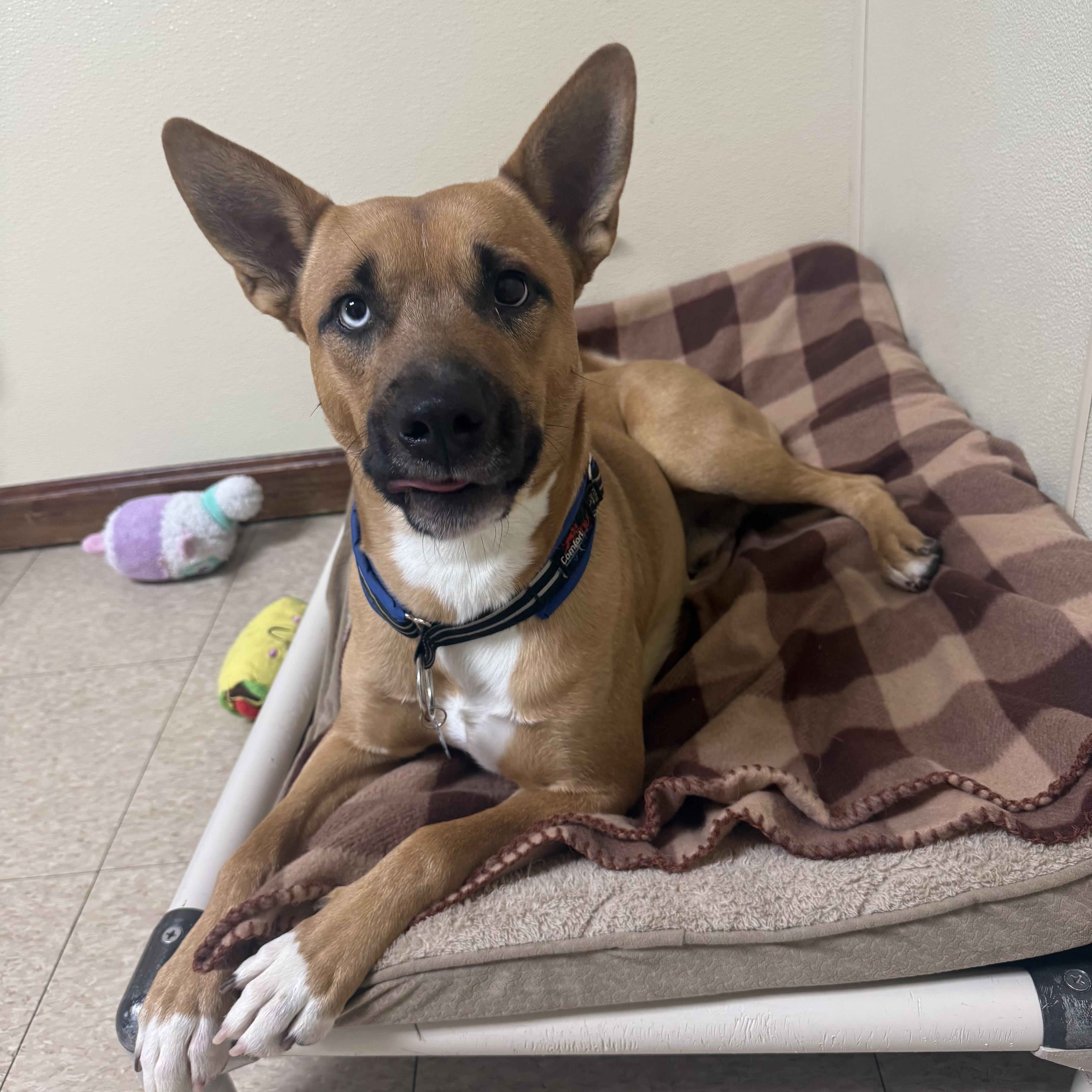 Commander , a ADOPTABLE mixed breed in Douglas, MA image 2/5