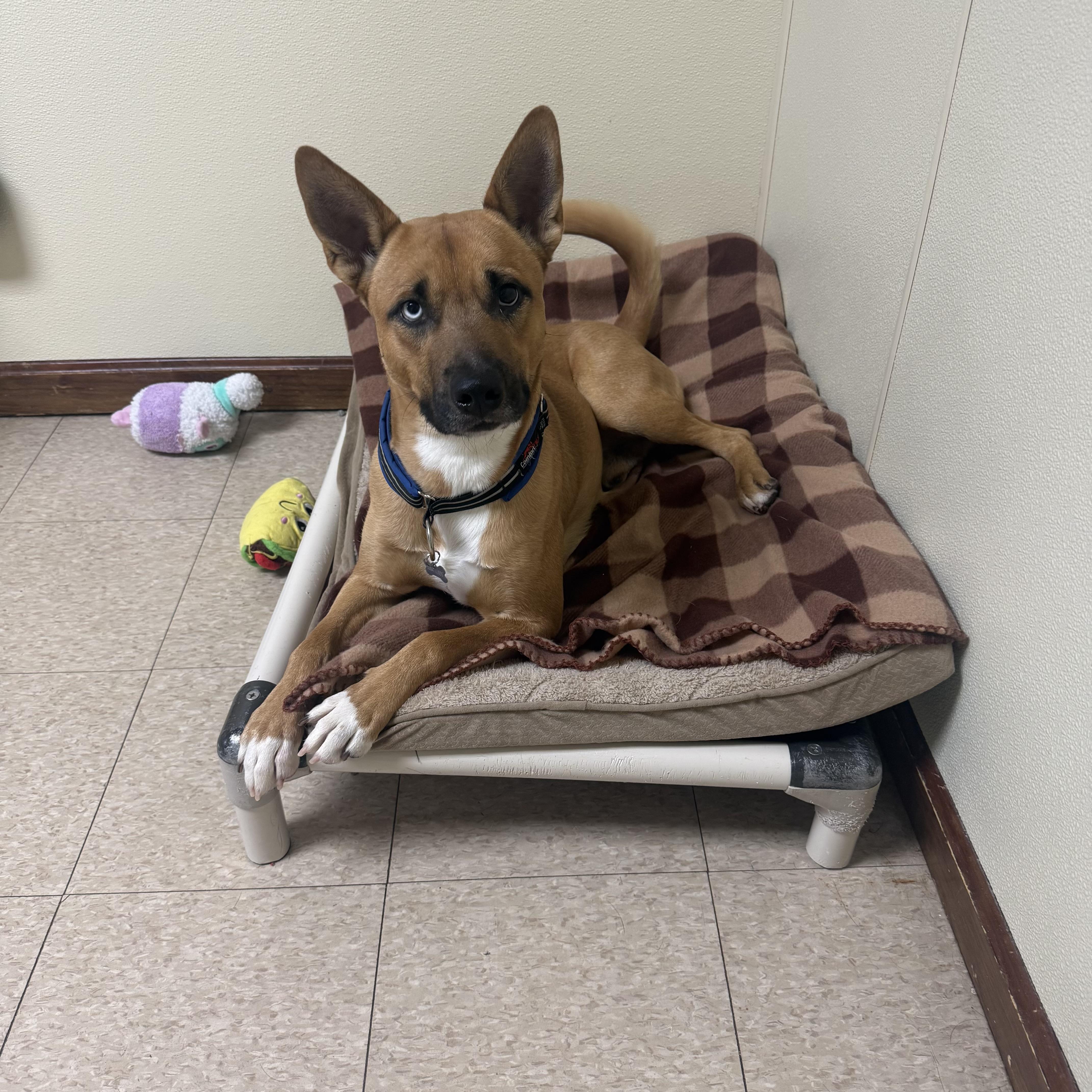 Commander , a ADOPTABLE mixed breed in Douglas, MA image 3/5