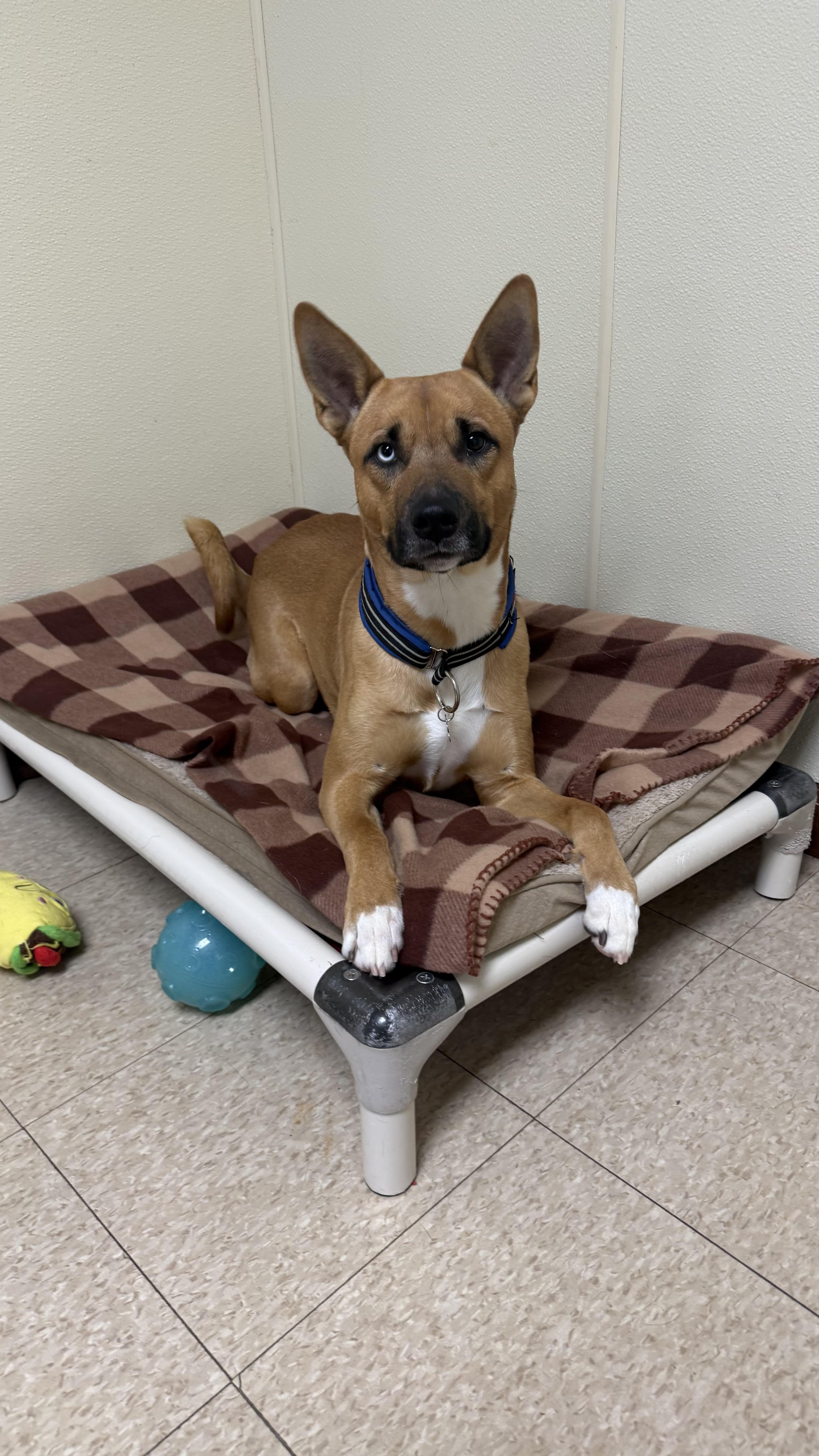 Commander , a ADOPTABLE mixed breed in Douglas, MA image 4/5