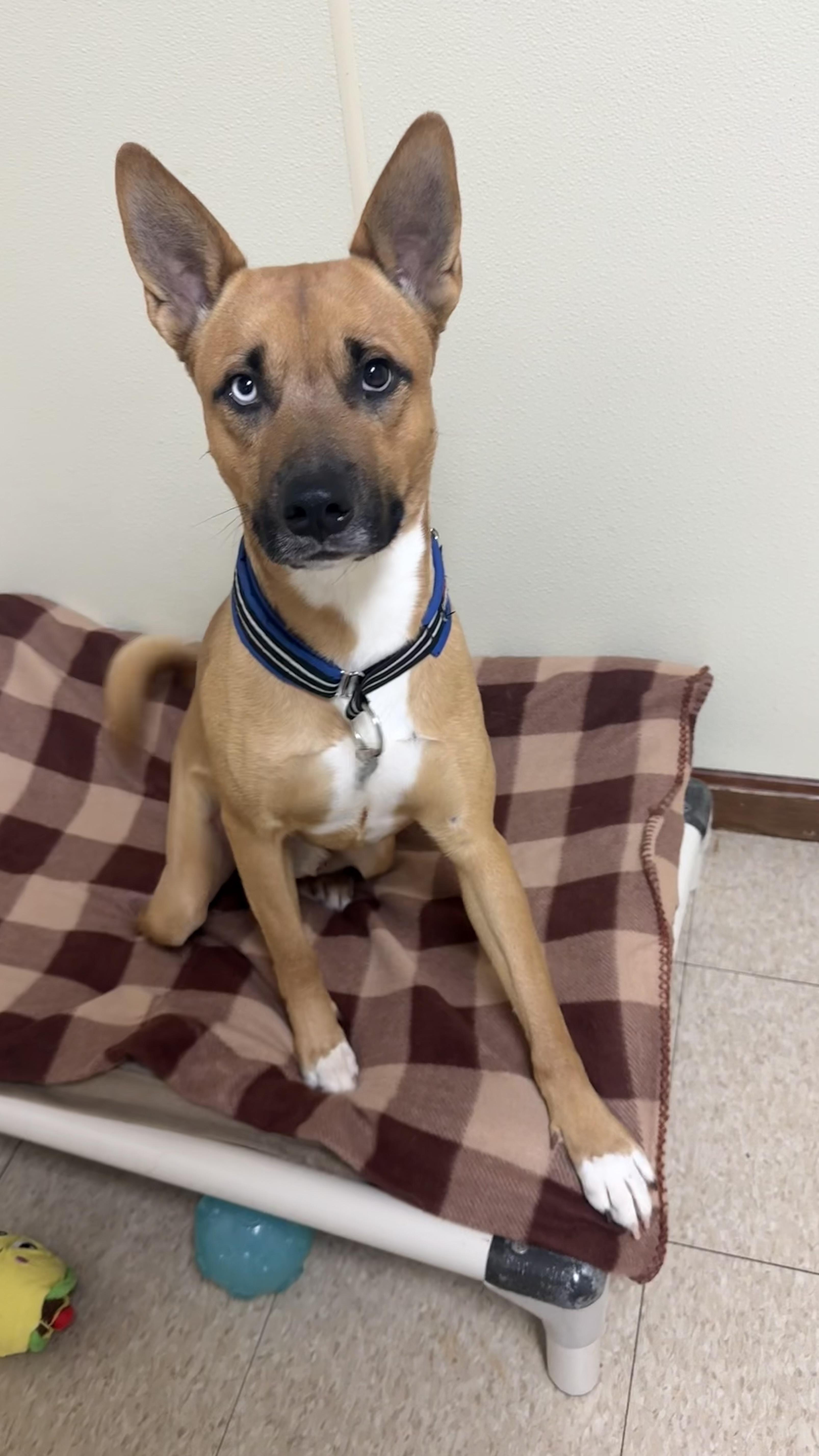 Commander , a ADOPTABLE mixed breed in Douglas, MA image 5/5