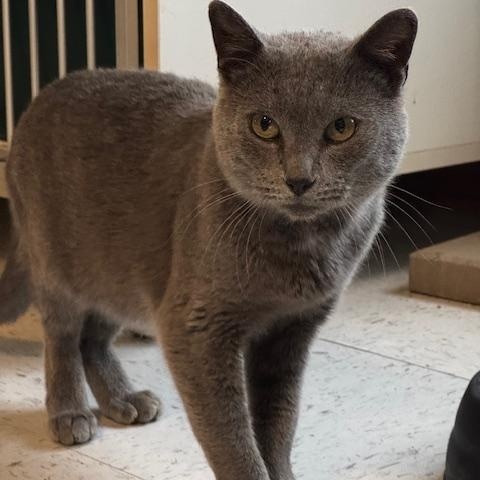 Tedi, a Adoptable Domestic Short Hair in Hutchinson, MN image 4/6