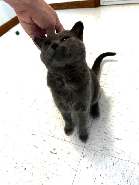 Tedi, a Adoptable Domestic Short Hair in Hutchinson, MN image 2/6