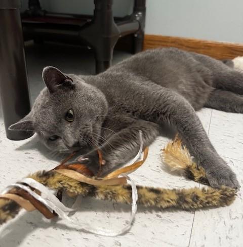 Tedi, a Adoptable Domestic Short Hair in Hutchinson, MN image 1/6