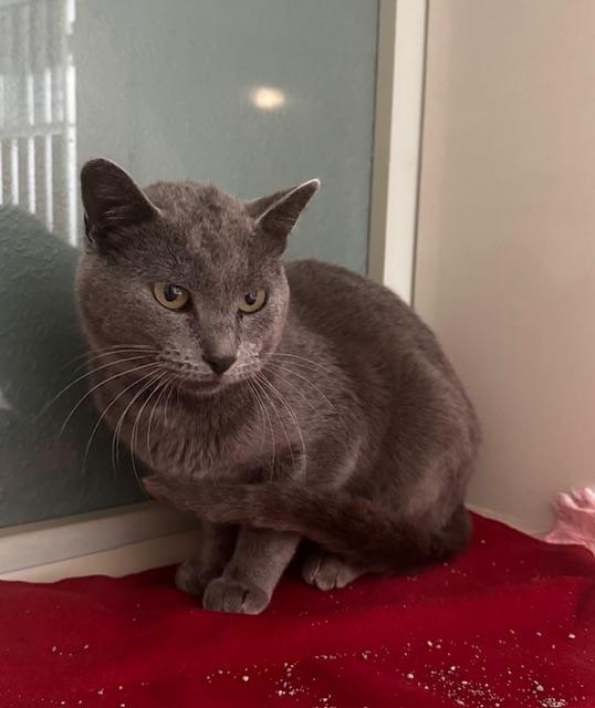 Tedi, a Adoptable Domestic Short Hair in Hutchinson, MN image 3/6