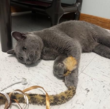 Tedi, a Adoptable Domestic Short Hair in Hutchinson, MN image 5/6