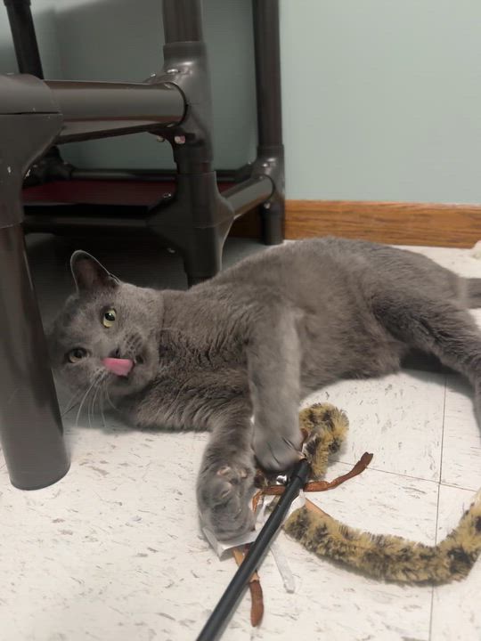 Enlarge Tedi, a Adoptable Domestic Short Hair in Hutchinson, MN video 6/6