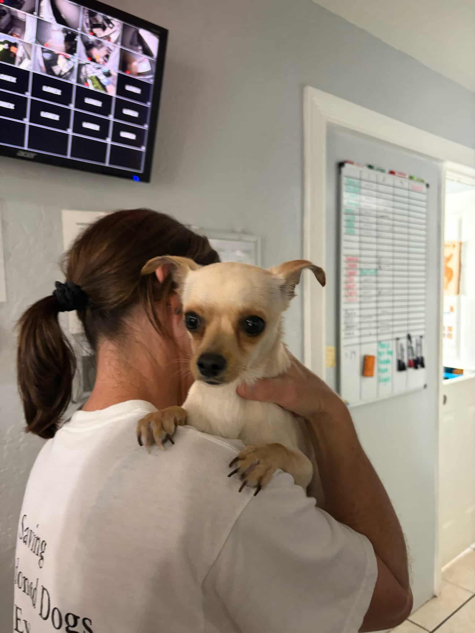 Mikey, Adopted, Young Male Chihuahua.