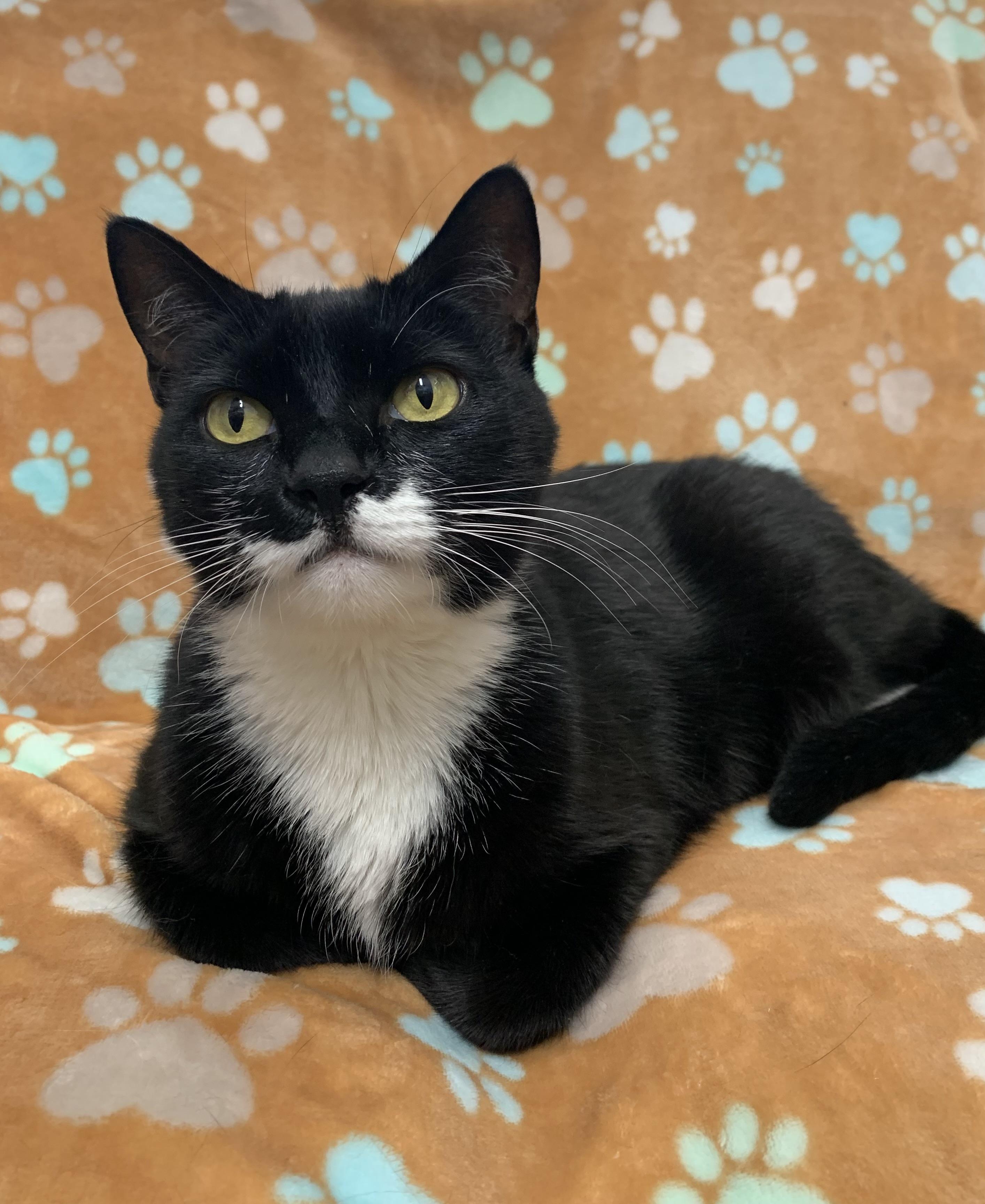 Bubbles, ADOPTABLE, Adult Female Domestic Short Hair.