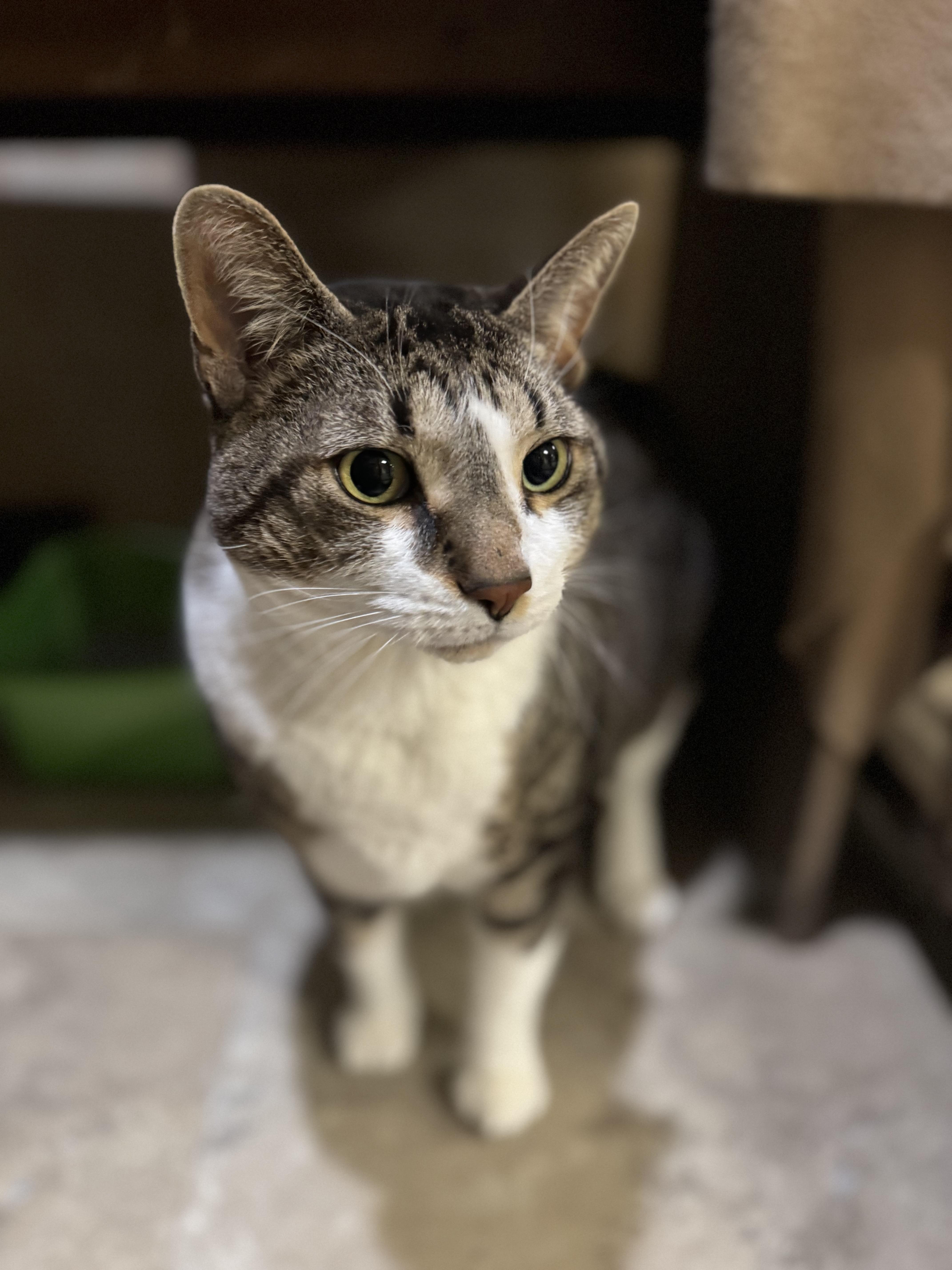 Corn Dog, Adoptable, Adult Male Domestic Short Hair.