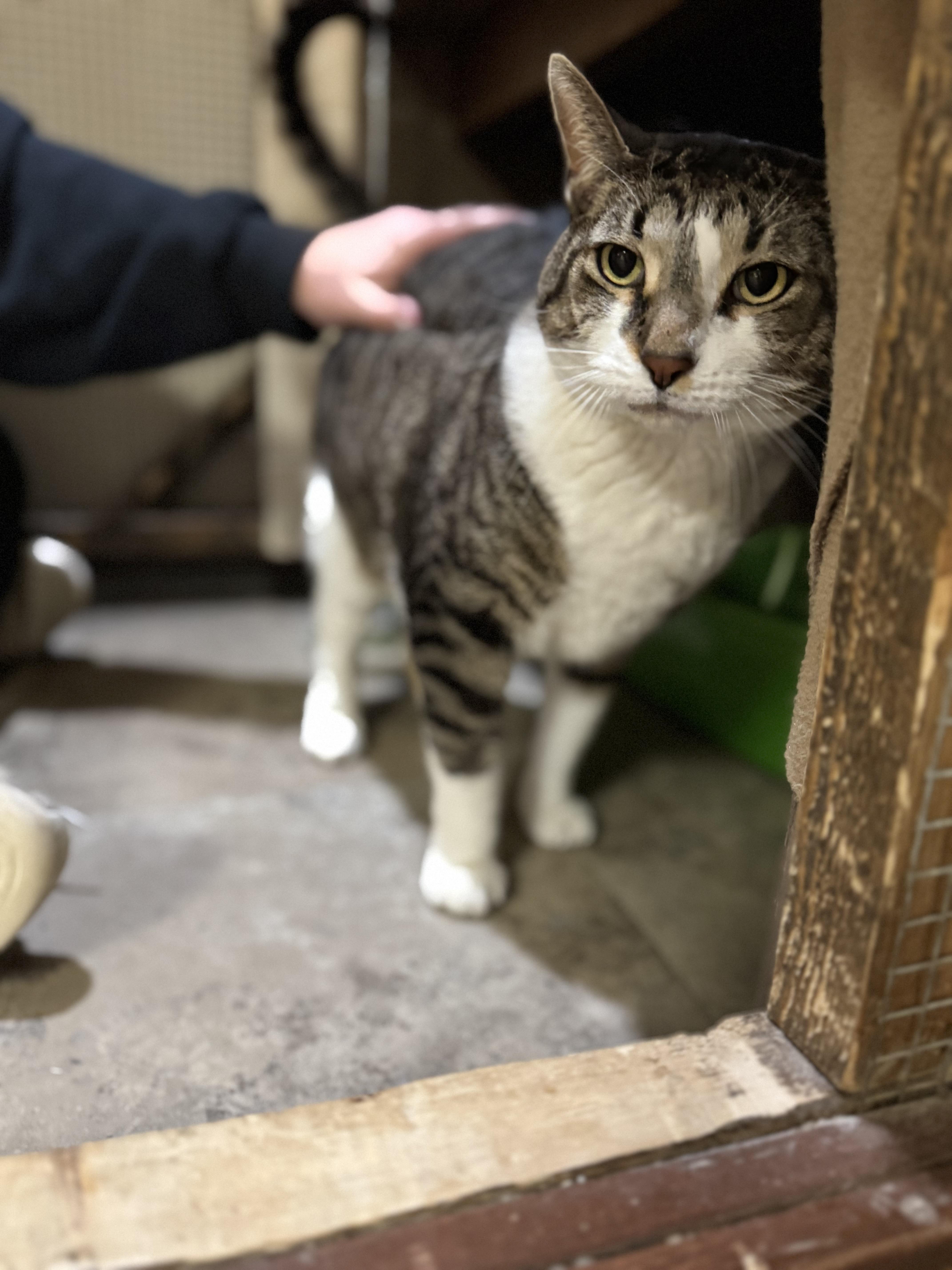 Enlarge Corn Dog, a Adoptable Domestic Short Hair in Dodgeville, WI image 2/3