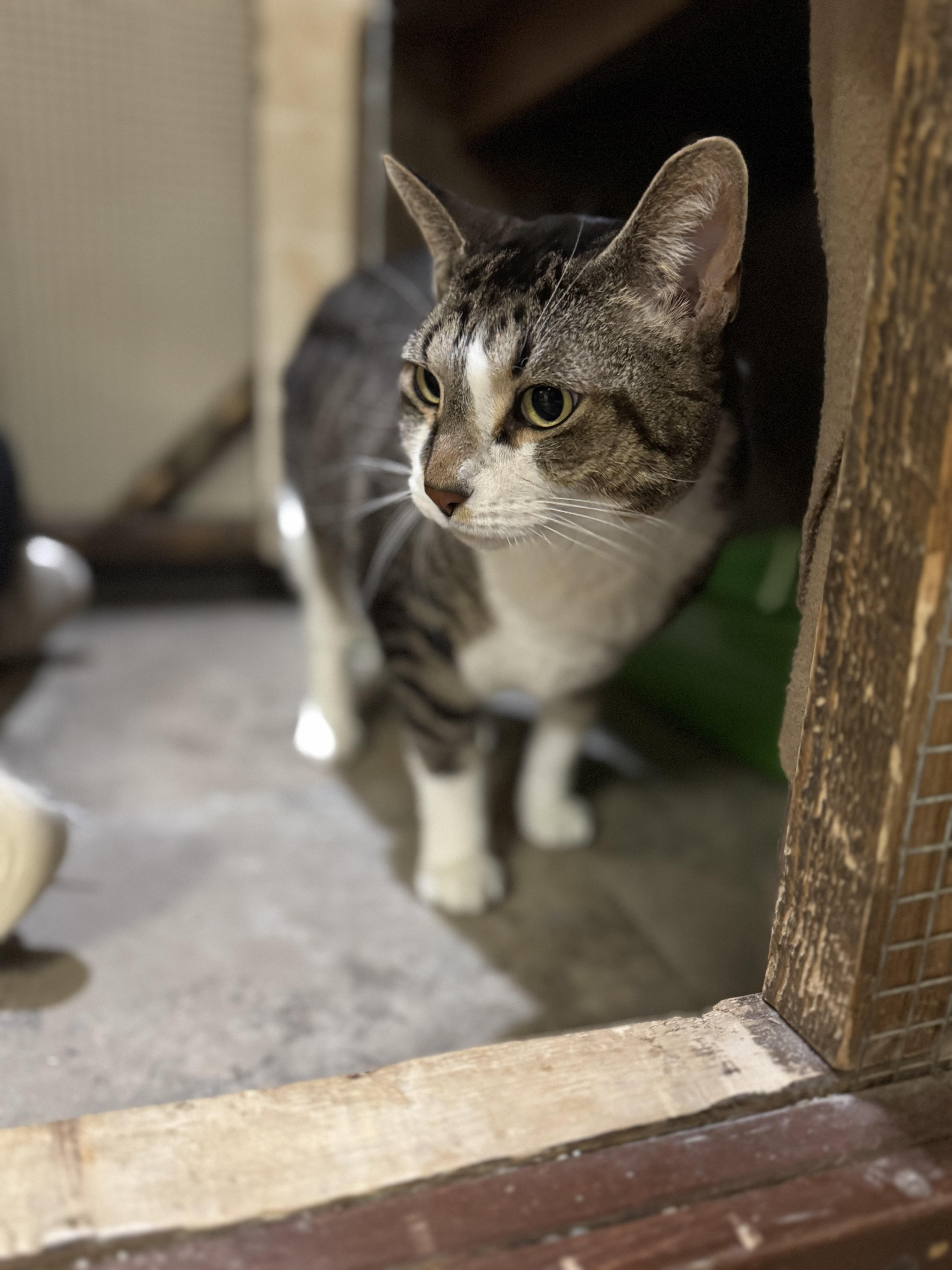 Enlarge Corn Dog, a Adoptable Domestic Short Hair in Dodgeville, WI image 3/3