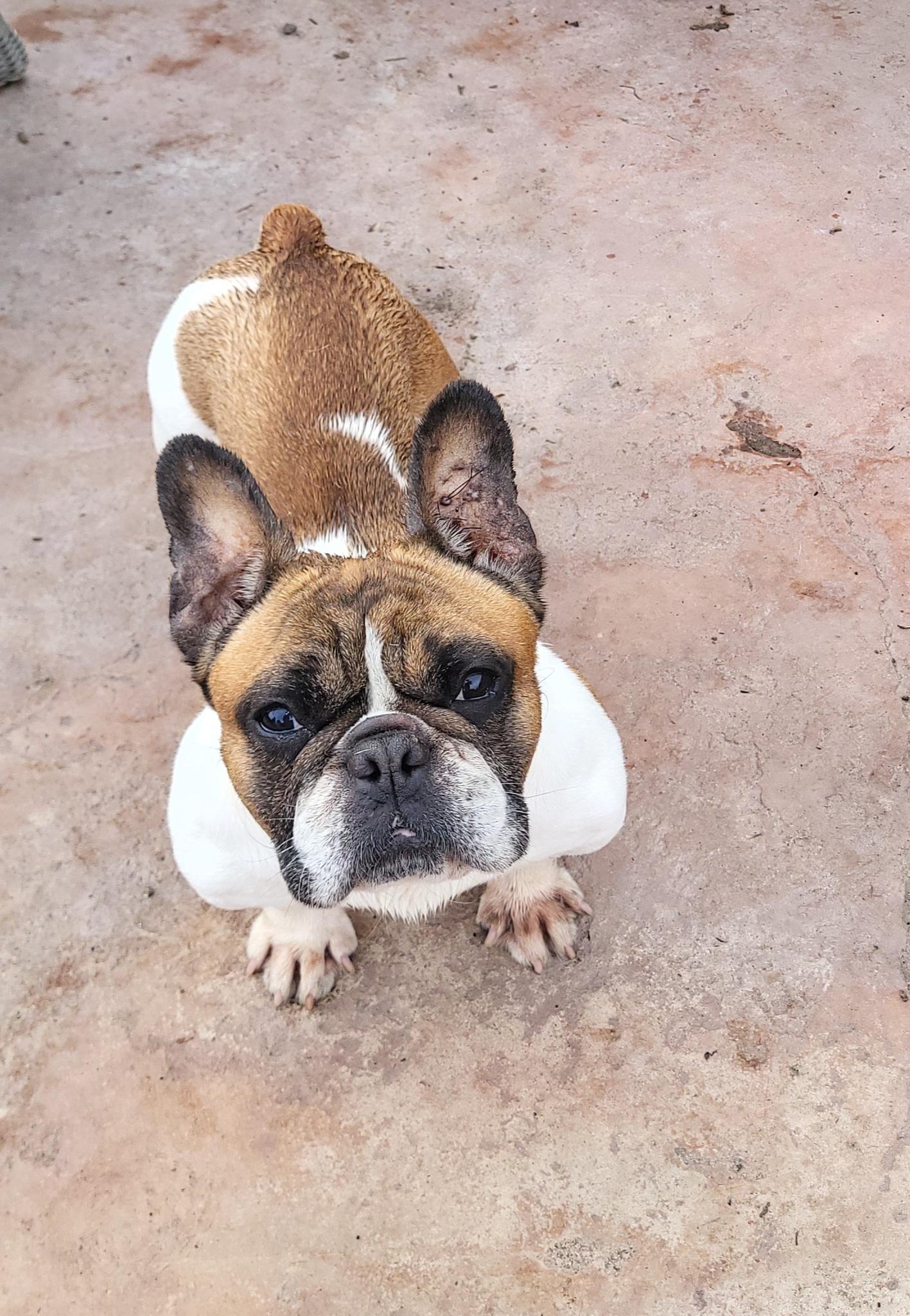 Sasha, an adopted French Bulldog in modesto, CA image 1/2