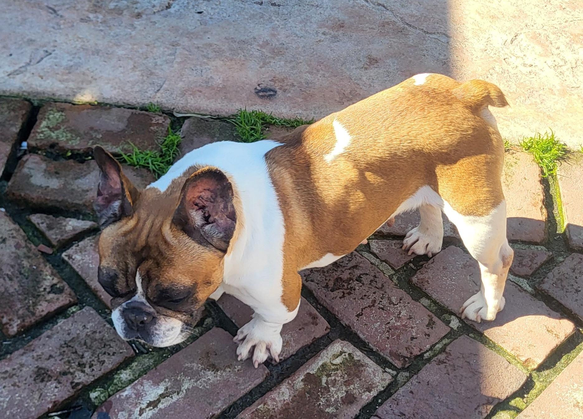 Sasha, an adopted French Bulldog in modesto, CA image 2/2