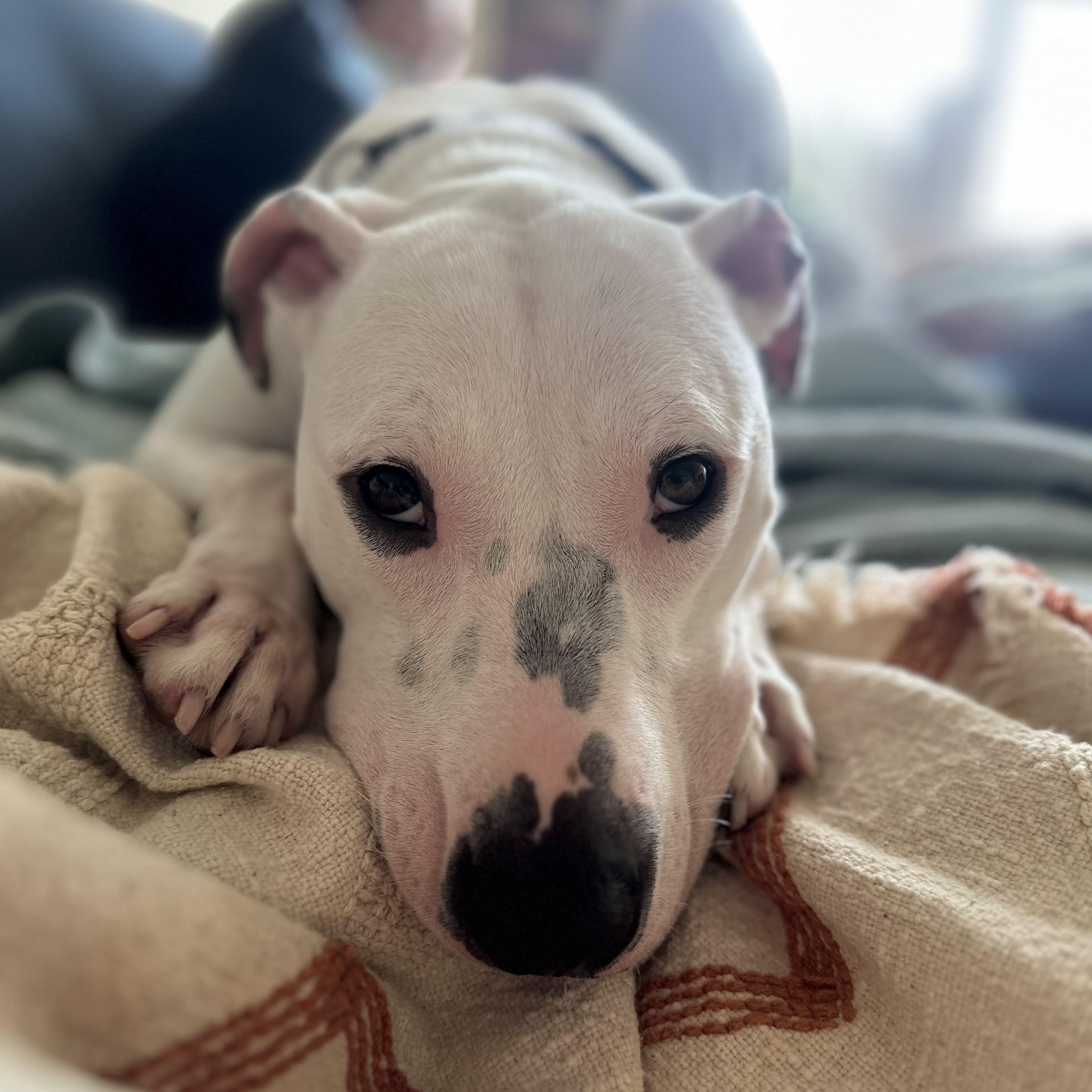 Enlarge Treasure Chest, a Adoptable Terrier in Brooklyn, NY image 5/6