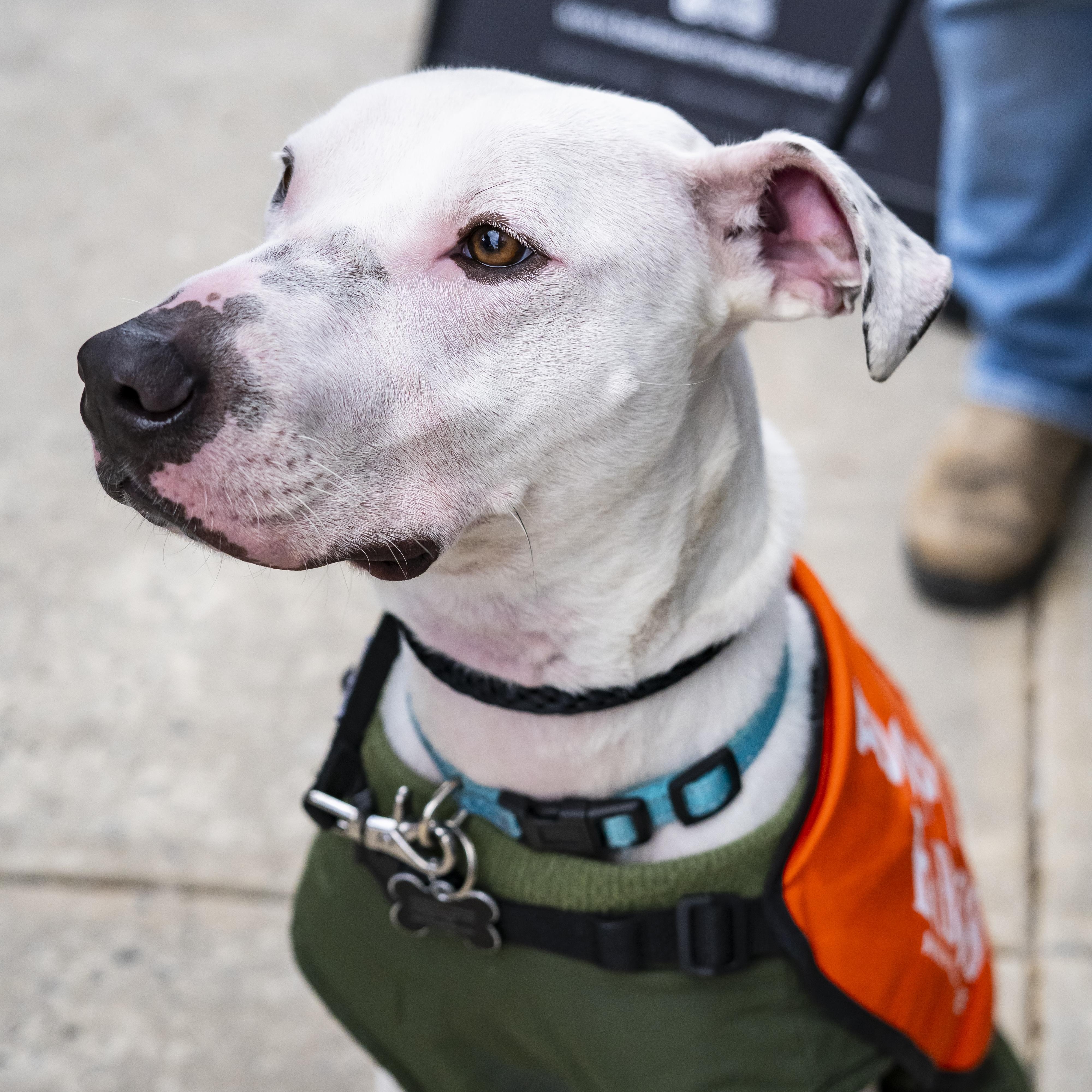 Enlarge Treasure Chest, a Adoptable Terrier in Brooklyn, NY image 2/6