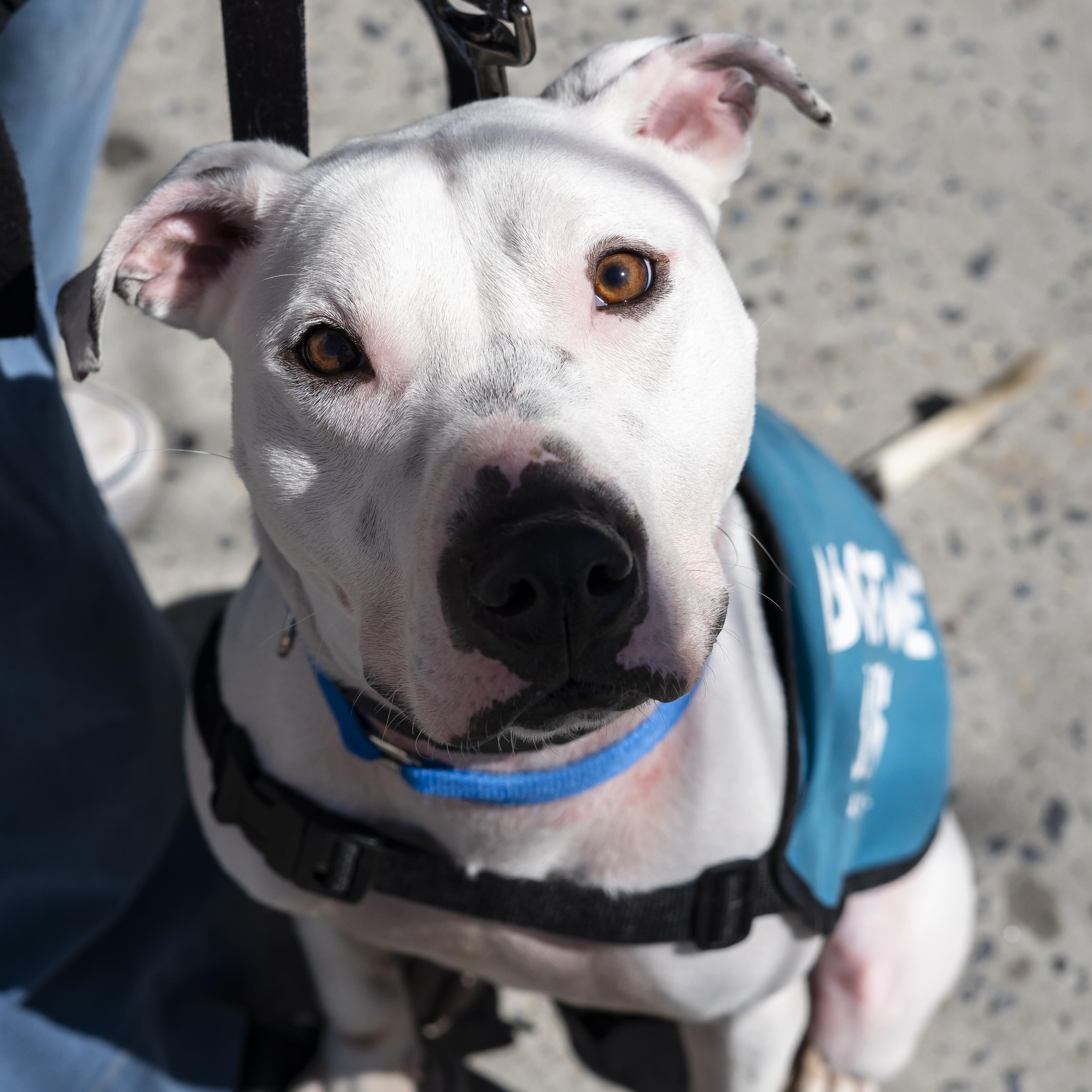 Enlarge Treasure Chest, a Adoptable Terrier in Brooklyn, NY image 4/6
