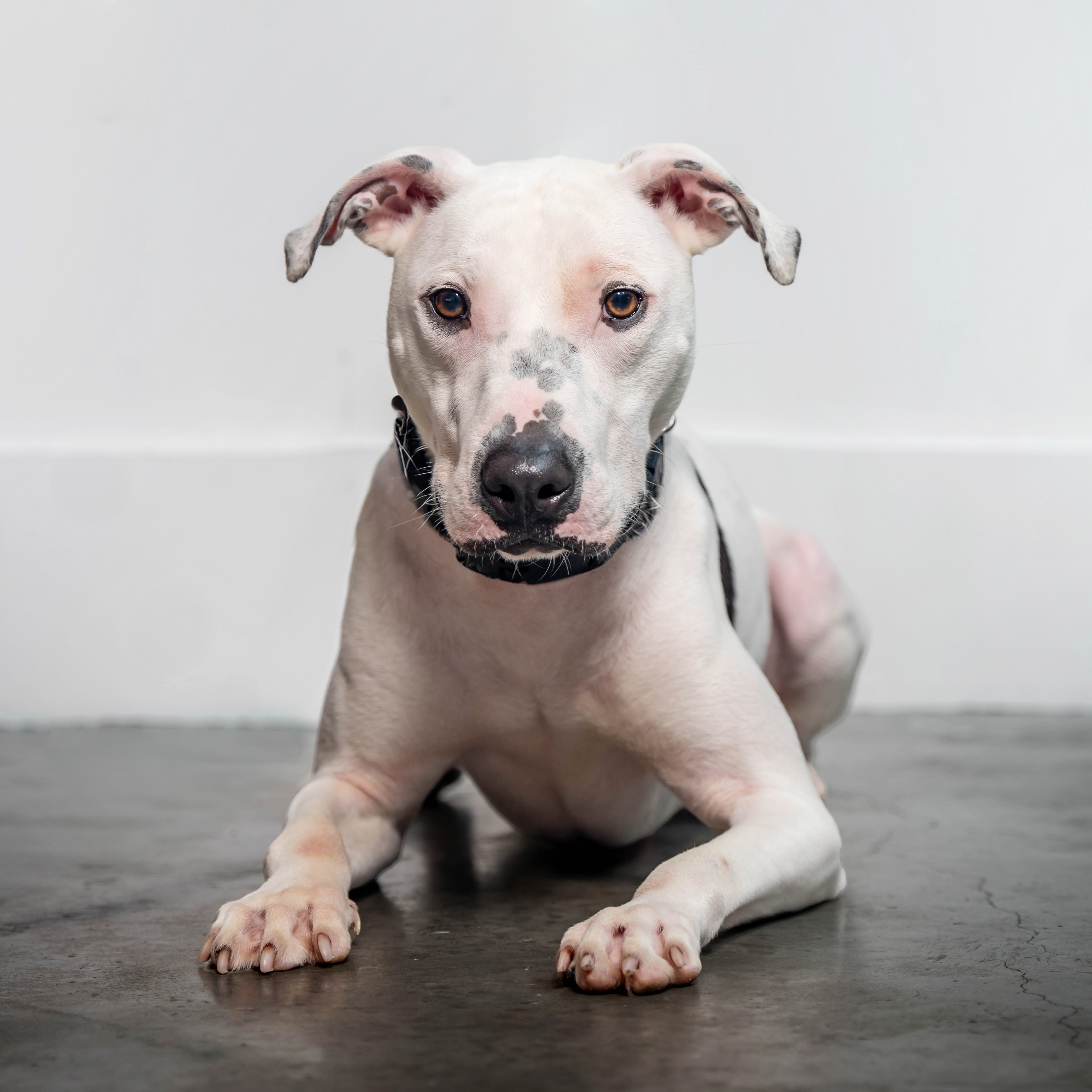 Enlarge Treasure Chest, a Adoptable Terrier in Brooklyn, NY image 6/6