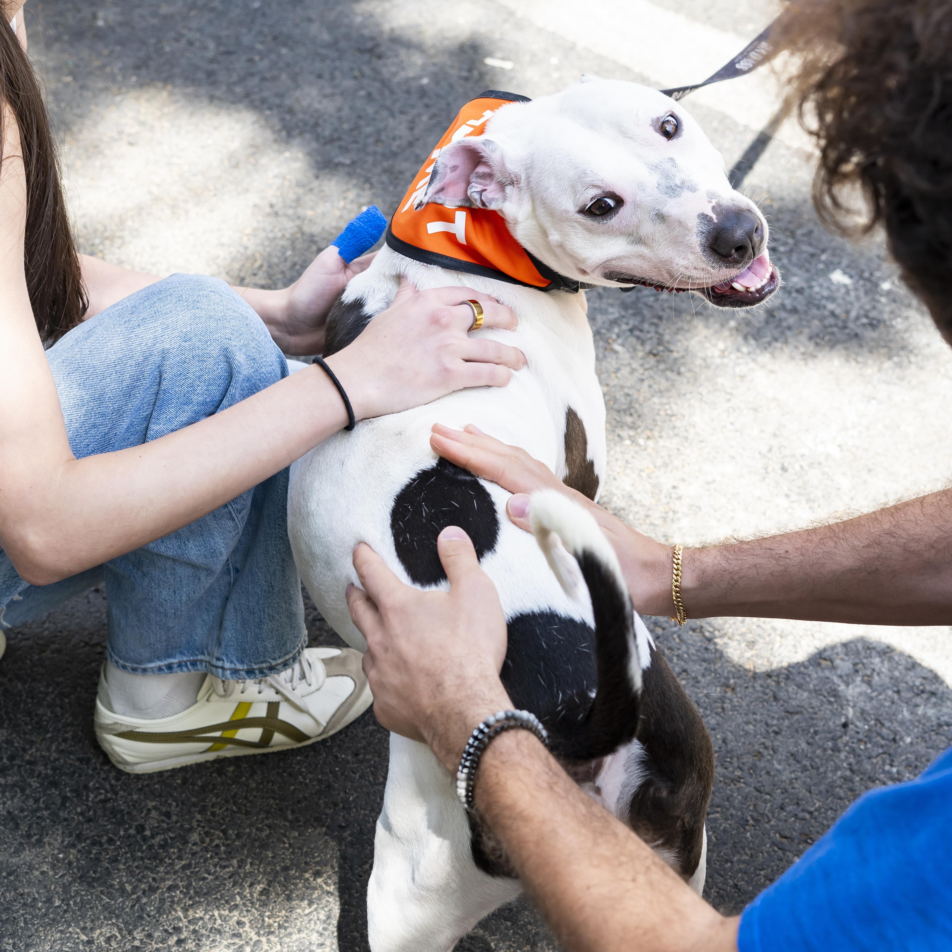 Enlarge Treasure Chest, a Adoptable Terrier in Brooklyn, NY image 3/6