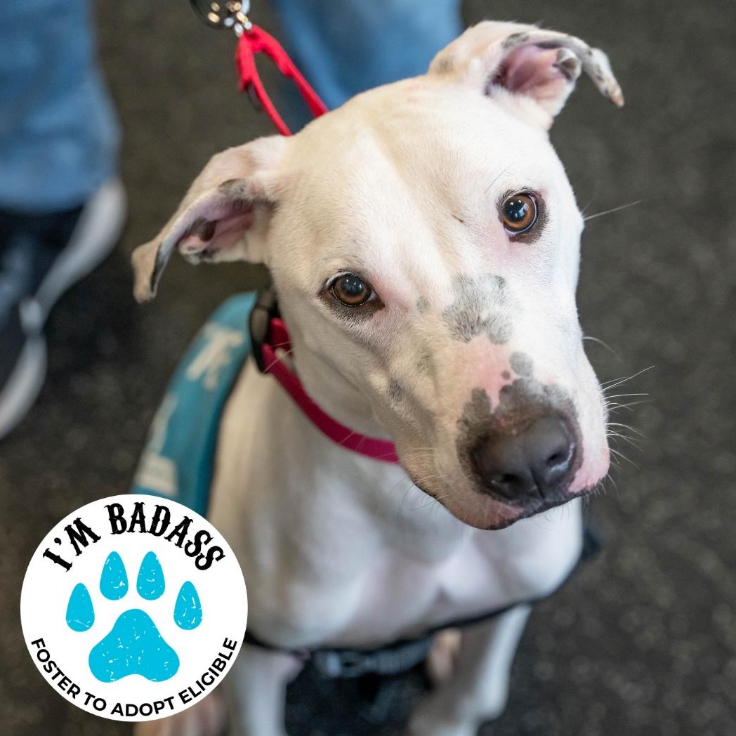 Enlarge Treasure Chest, a Adoptable Terrier in Brooklyn, NY image 1/6