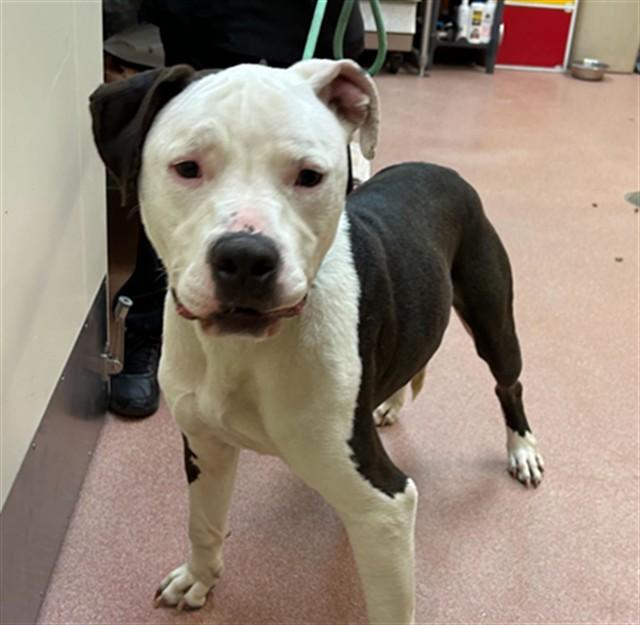 JAX, Adoptable, Adult Male American Staffordshire Terrier & Mixed Breed.