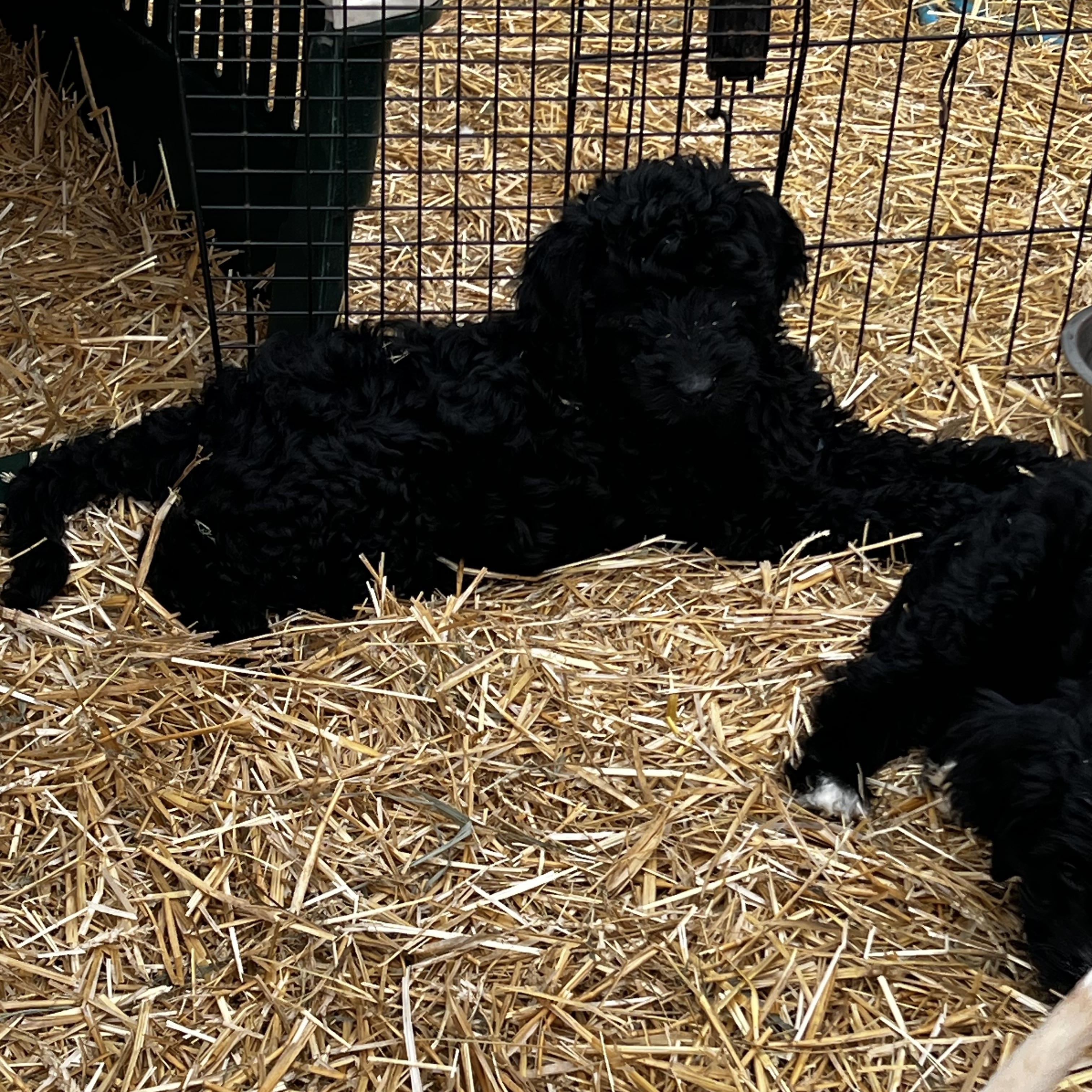 Enlarge Soren, a ADOPTABLE Goldendoodle in Myrtle, MS image 2/2
