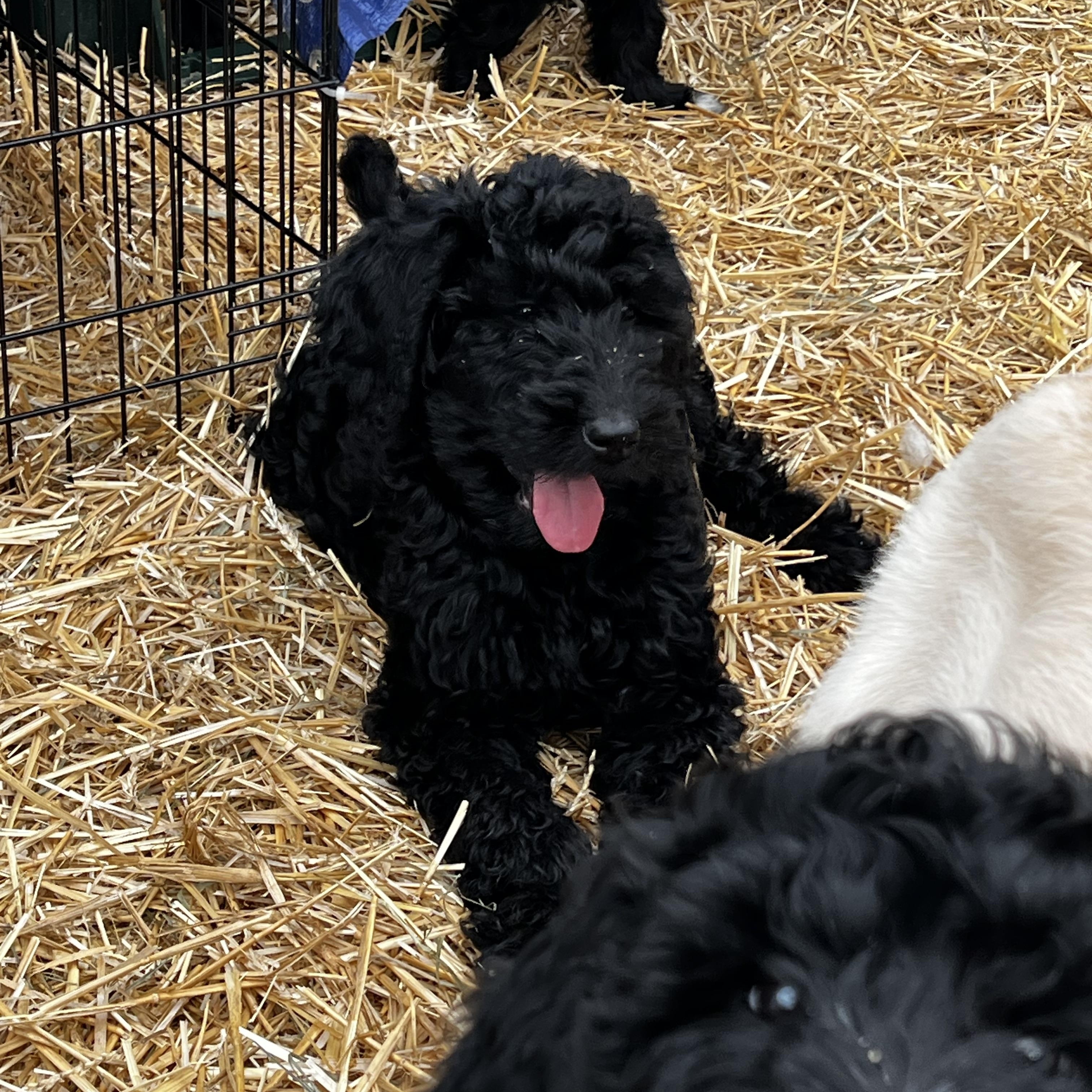 Soren, ADOPTABLE, Puppy Male Goldendoodle.