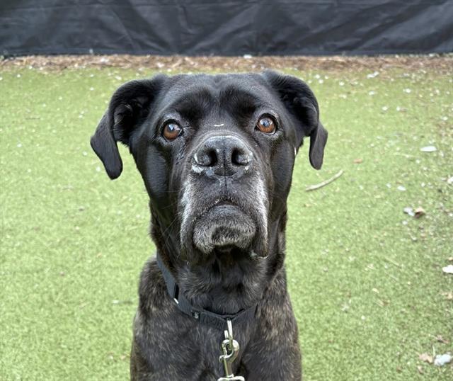 DIANA, Adoptable, Young Female Boxer & Mixed Breed.