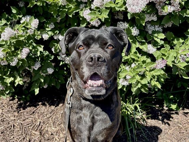 Enlarge DIANA, a Adoptable mixed breed in Omaha, NE image 1/1