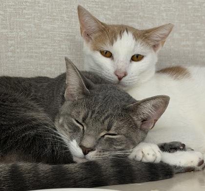 Enlarge Ethan, Evan and Eve, a Adopted mixed breed in Salem, NH image 5/6