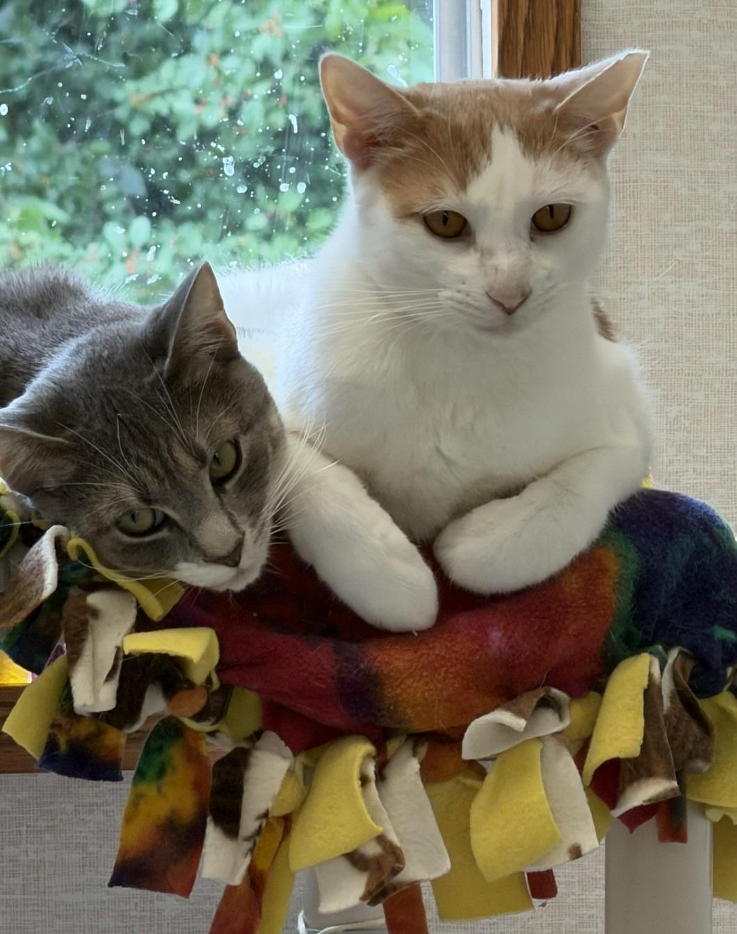 Enlarge Ethan, Evan and Eve, an adoptable mixed breed in Salem, NH image 4/6