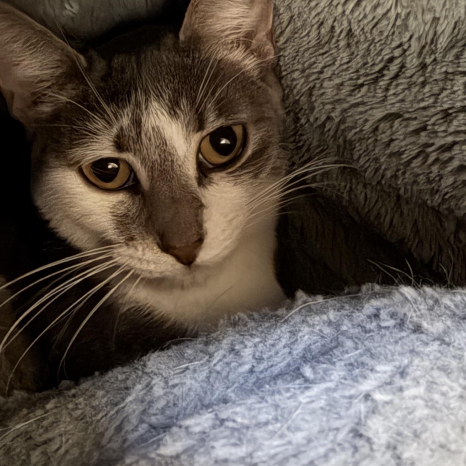 Enlarge Ethan, Evan and Eve, an adoptable mixed breed in Salem, NH image 5/6
