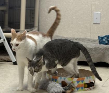 Enlarge Ethan, Evan and Eve, a Adopted mixed breed in Salem, NH image 6/6