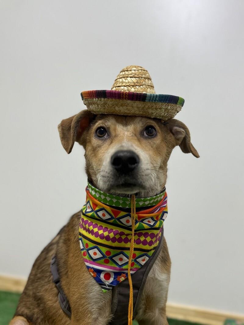 Finn-One of our Amazing Rescue Dogs photo