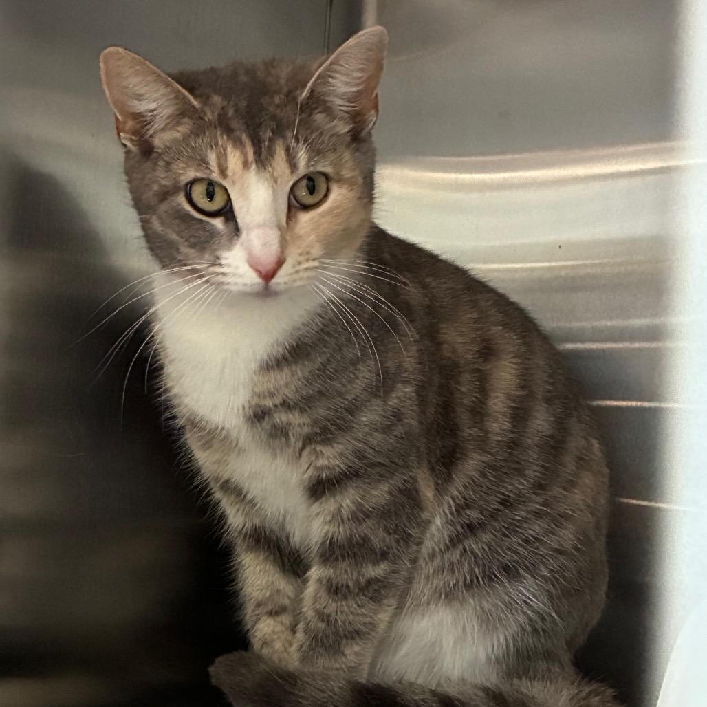 Phineas, Adoptable, Young Female Domestic Short Hair.