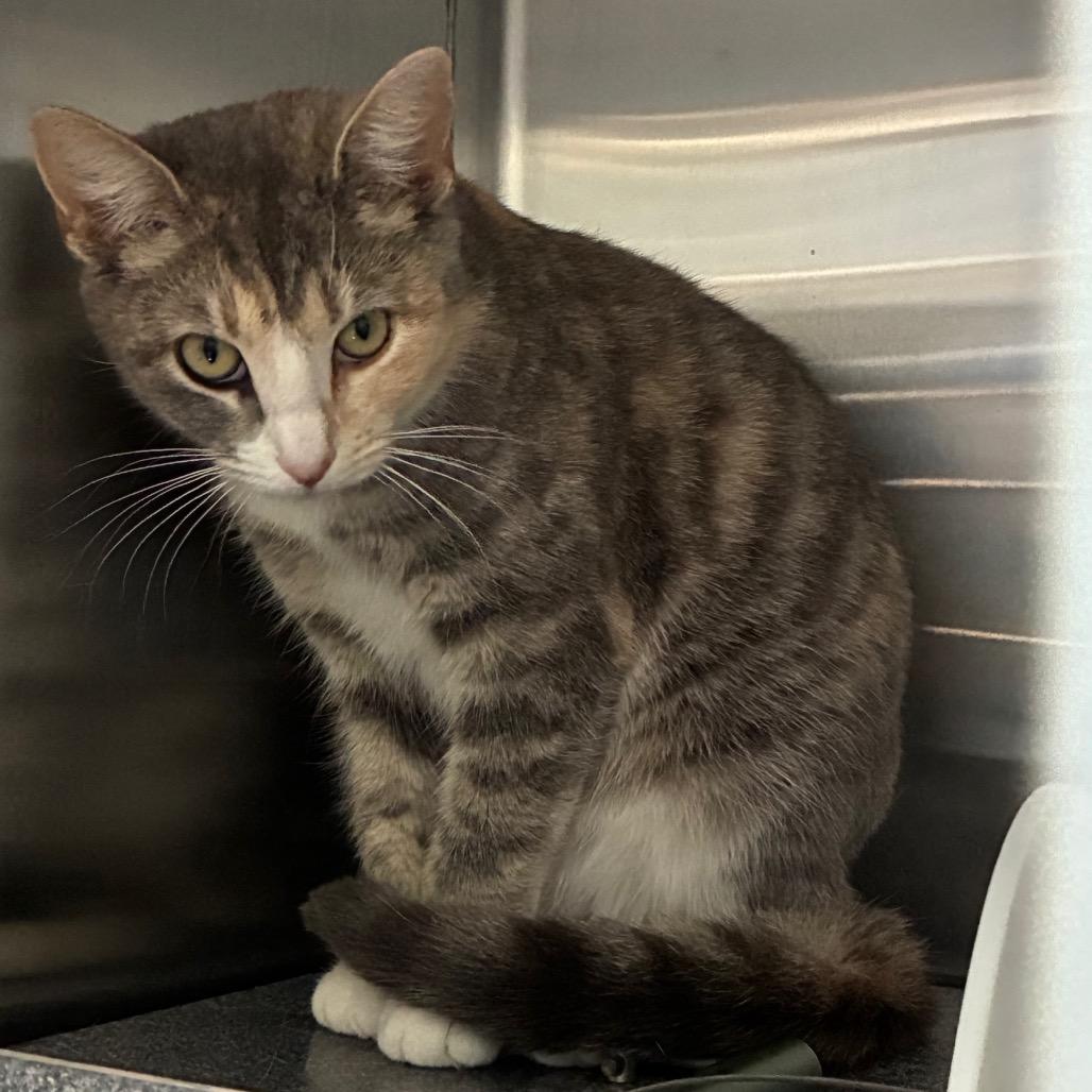 Enlarge Phineas, a Adoptable Domestic Short Hair in Greensboro, NC image 2/6
