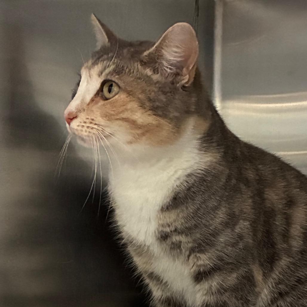 Enlarge Phineas, a Adoptable Domestic Short Hair in Greensboro, NC image 3/6