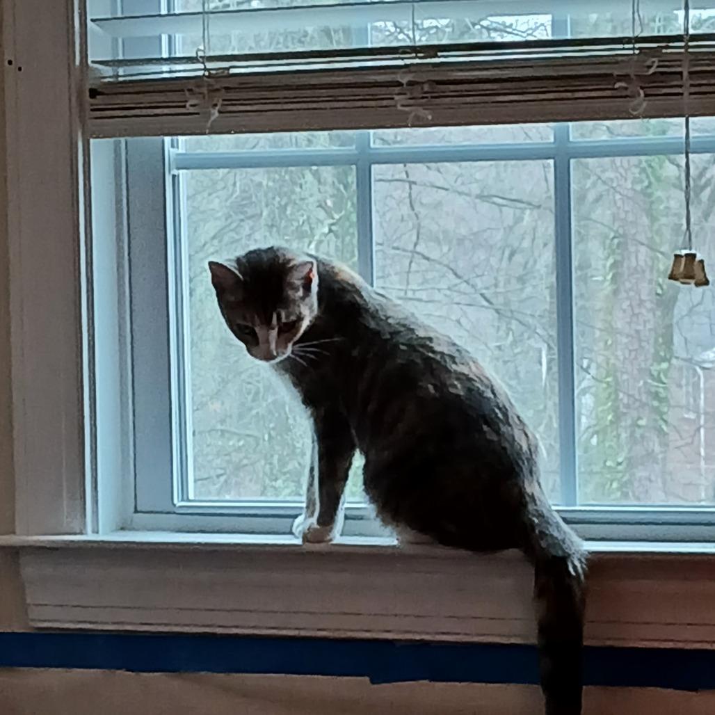 Enlarge Phineas, a Adoptable Domestic Short Hair in Greensboro, NC image 4/6