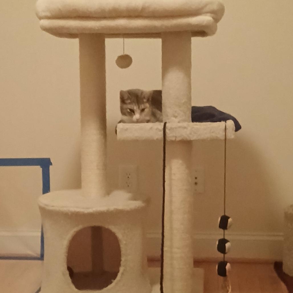 Enlarge Phineas, a Adoptable Domestic Short Hair in Greensboro, NC image 5/6