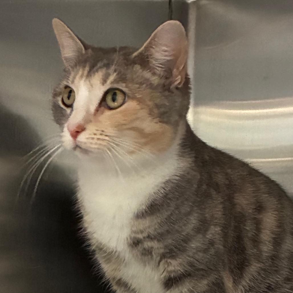 Enlarge Phineas, a Adoptable Domestic Short Hair in Greensboro, NC image 6/6