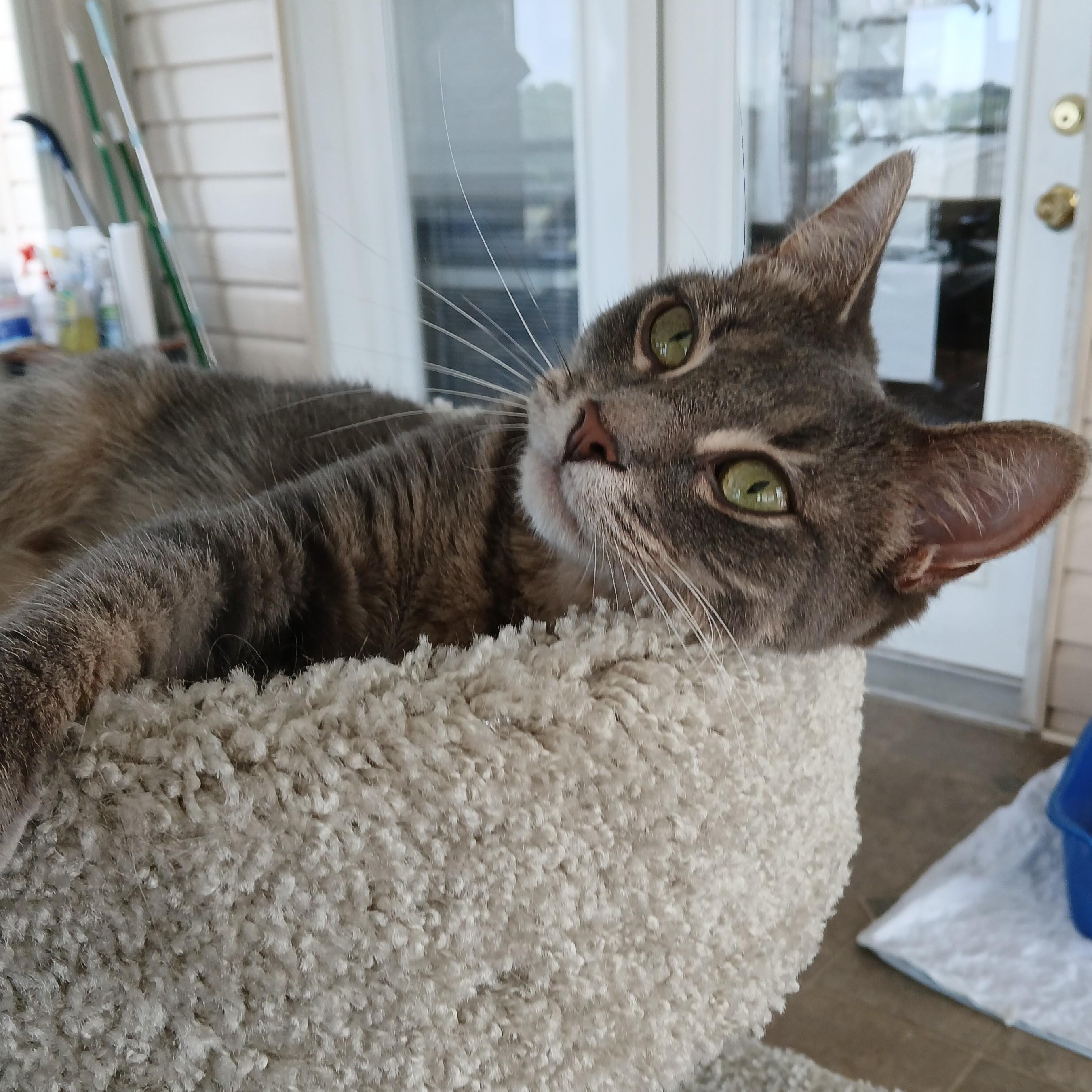 Enlarge Ash, a ADOPTABLE mixed breed in Germansville, PA image 3/5