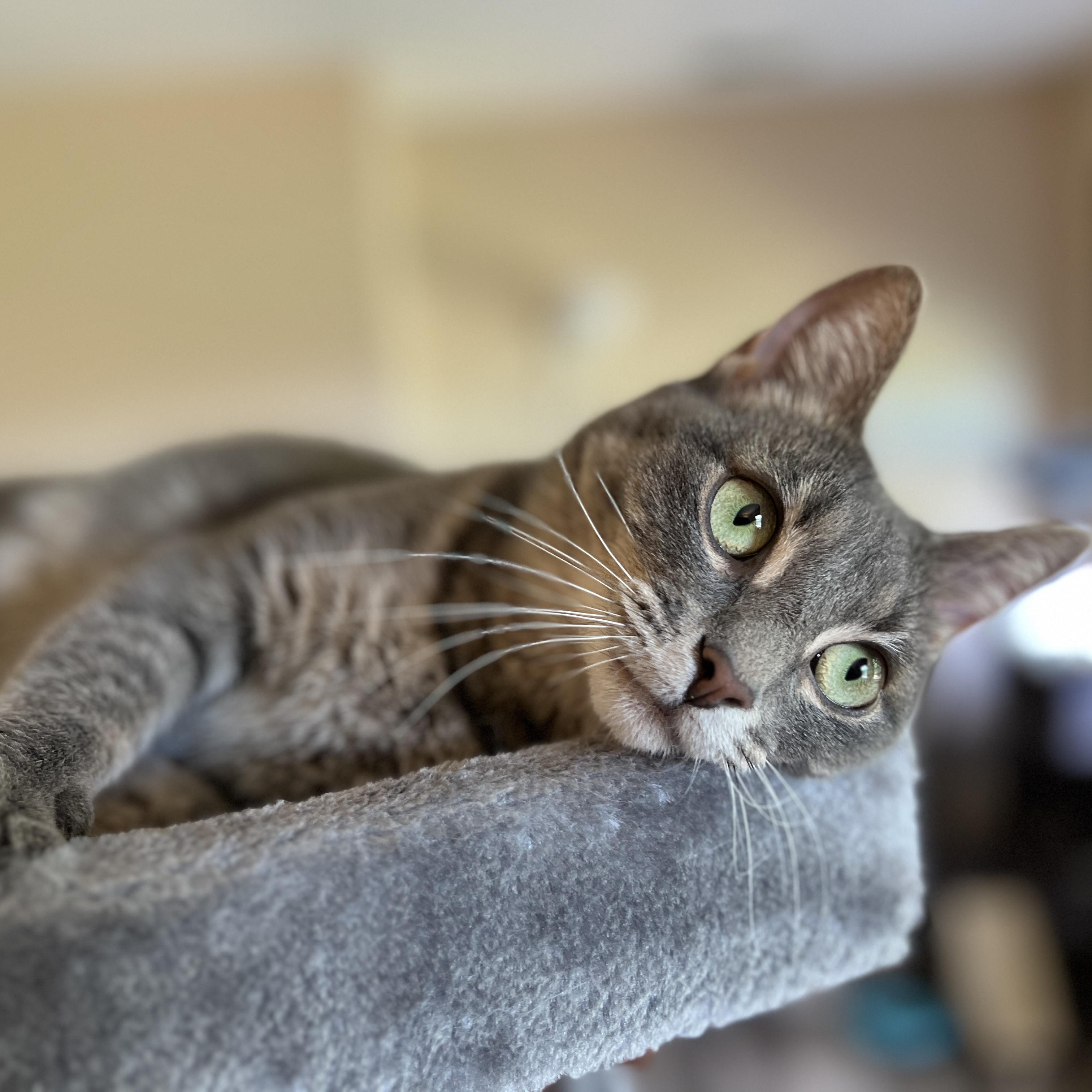 Enlarge Ash, a ADOPTABLE mixed breed in Germansville, PA image 5/5