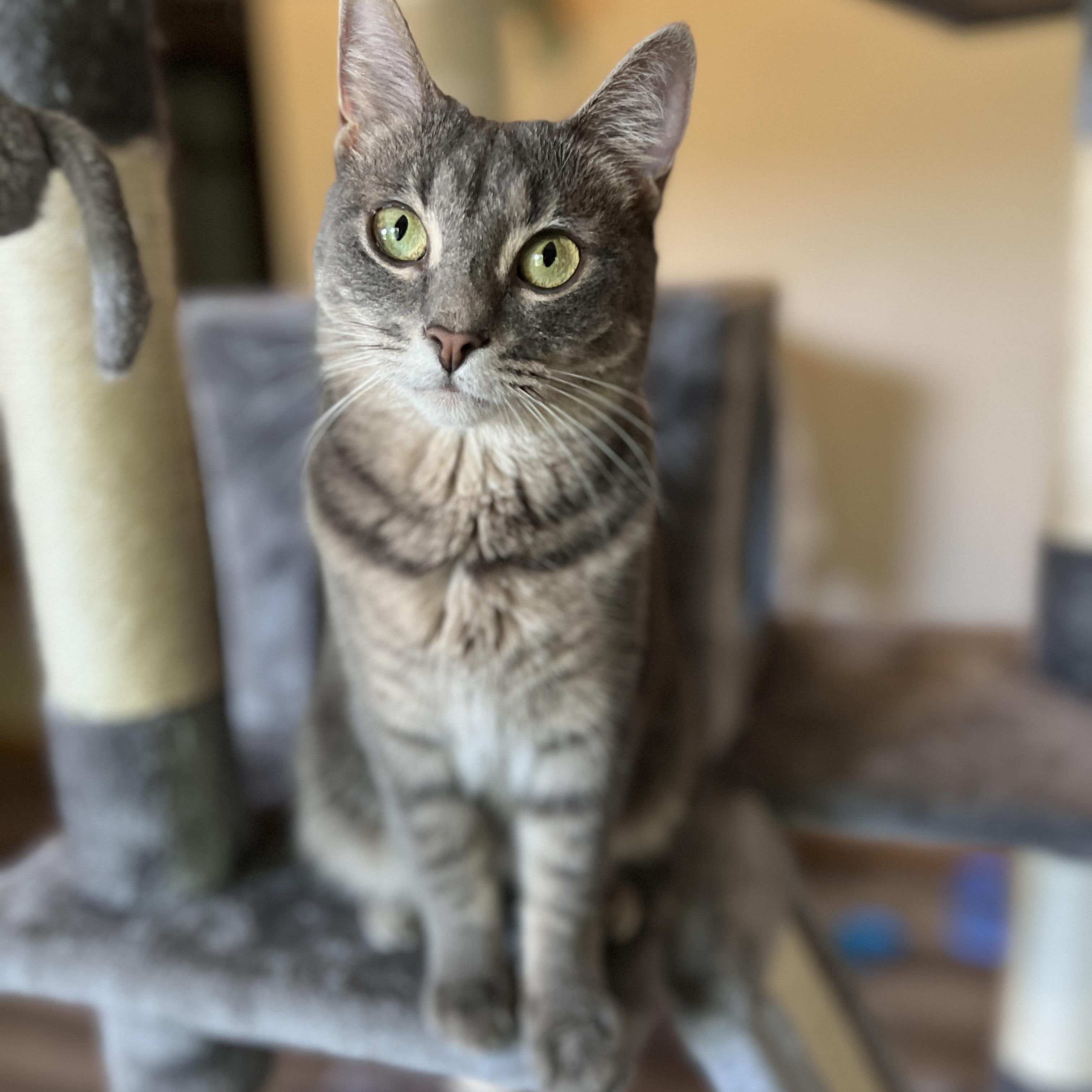 Ash, ADOPTABLE, Adult Female Domestic Short Hair & Tabby.